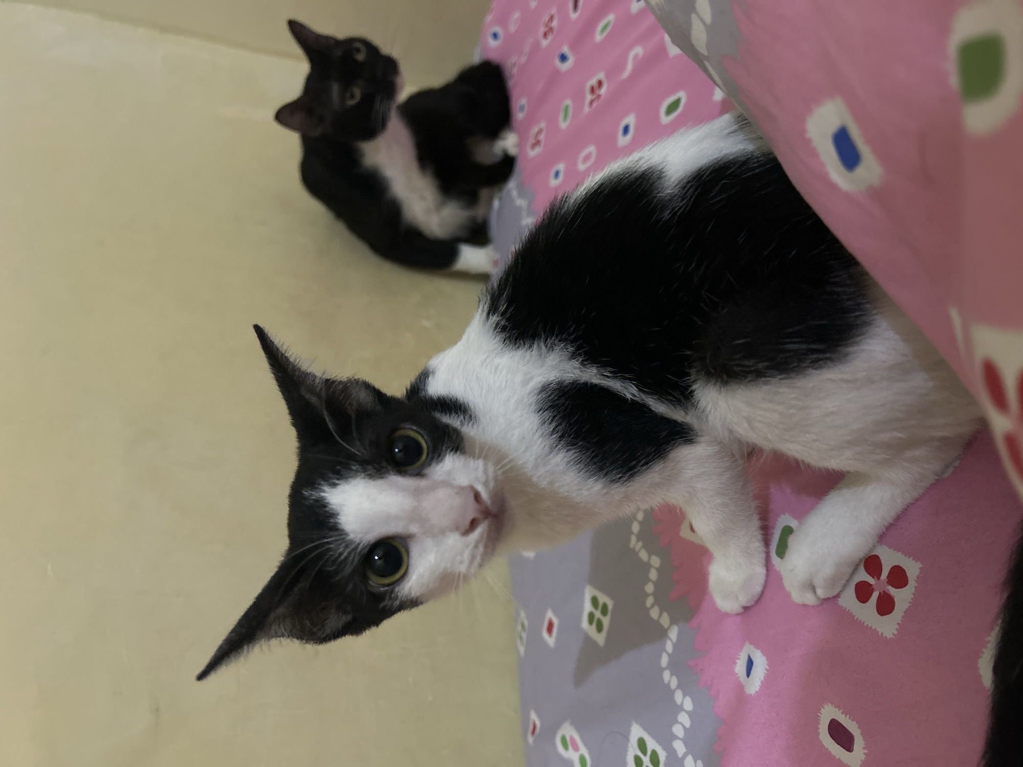 Two domestic cats, one black and white and the other solid black, are resting on a bed with pink and purple patterned sheets. The black and white cat in the foreground is sitting up and looking directly at the camera with wide, green eyes. Its ears are pointed and alert. The black cat is in the background, partially obscured by the foreground cat, and appears to be lying down or grooming itself. The background wall is a plain, light yellow. The scene is indoors, likely in a bedroom, and the lighting is dim. There is no indication of the city of Makassar, Indonesia, within the image itself.