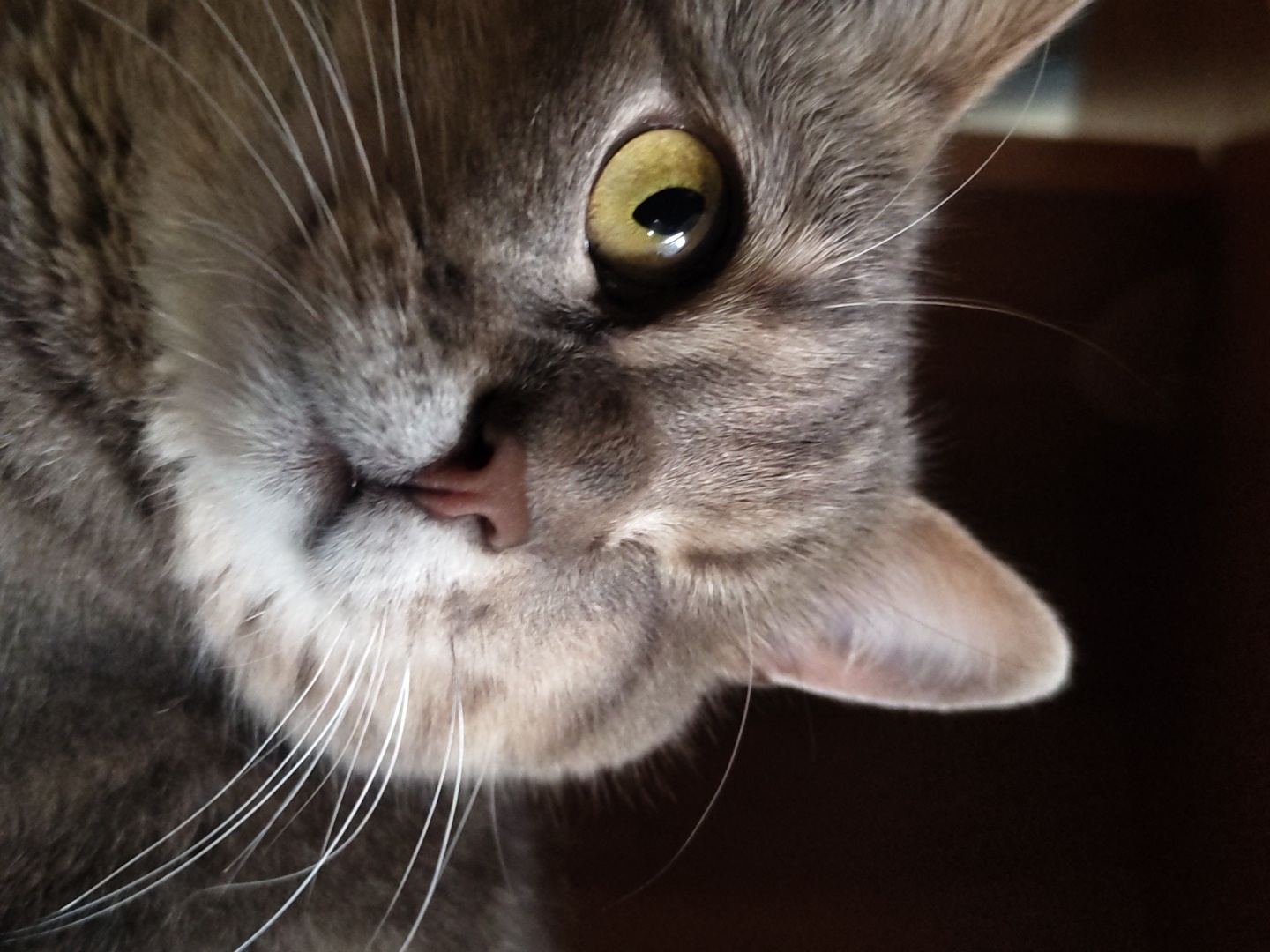A close-up, head-and-shoulders shot shows a grey tabby cat with yellow eyes and a pink nose. The cat is looking to the left, with its left eye closed. Its whiskers are long and white, and it has a few stray hairs sticking up from its head. The background is dark and blurry, with a hint of a wooden surface. The cat appears to be indoors, in a dimly lit room. The image is sharp and well-lit, with the cat's features in clear focus.