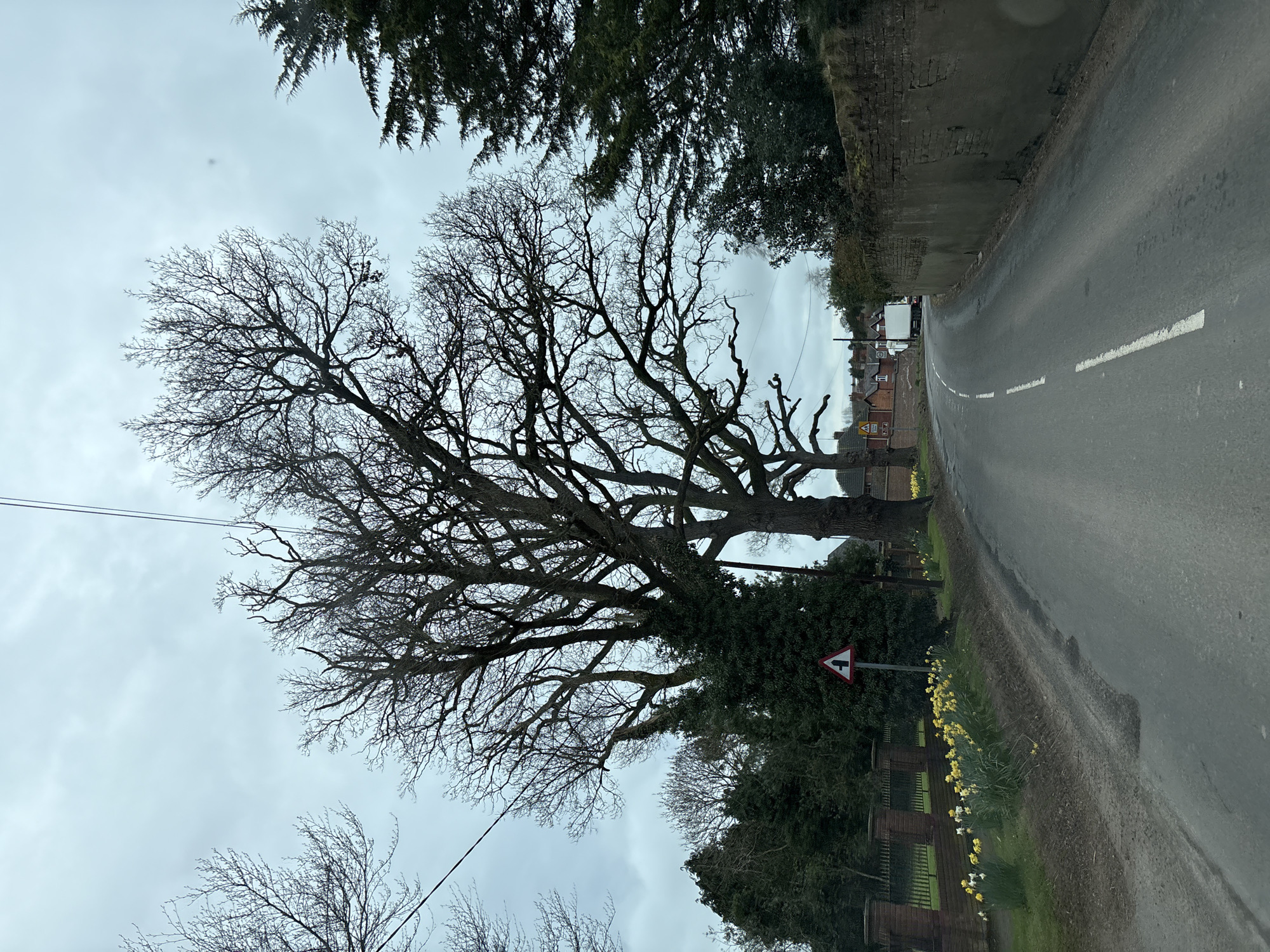 The image displays a road in Ruyton-XI-Towns, United Kingdom, under an overcast sky. The asphalt road, with a dashed white center line, curves towards the right in the midground. On the left side of the road, a grassy verge supports multiple clusters of yellow and white daffodils. Further left, a black metal fence with brick pillars runs along a property boundary. A red and white triangular road sign, indicating a left turn or junction, is positioned on this verge.
Large deciduous trees with bare branches, some covered in ivy, dominate the left side of the frame, extending upwards towards the sky. Overhead, utility lines are visible. On the right side of the road, a weathered, low stone or rendered brick wall runs parallel to the road's curve. In the distance, a white box truck is observed at the bend of the road, with residential buildings featuring red tile roofs situated behind it. Evergreen trees are present on both sides of the road, particularly prominent in the upper right quadrant. The sky is uniformly grey and overcast, providing diffuse light to the scene. No individuals are present.