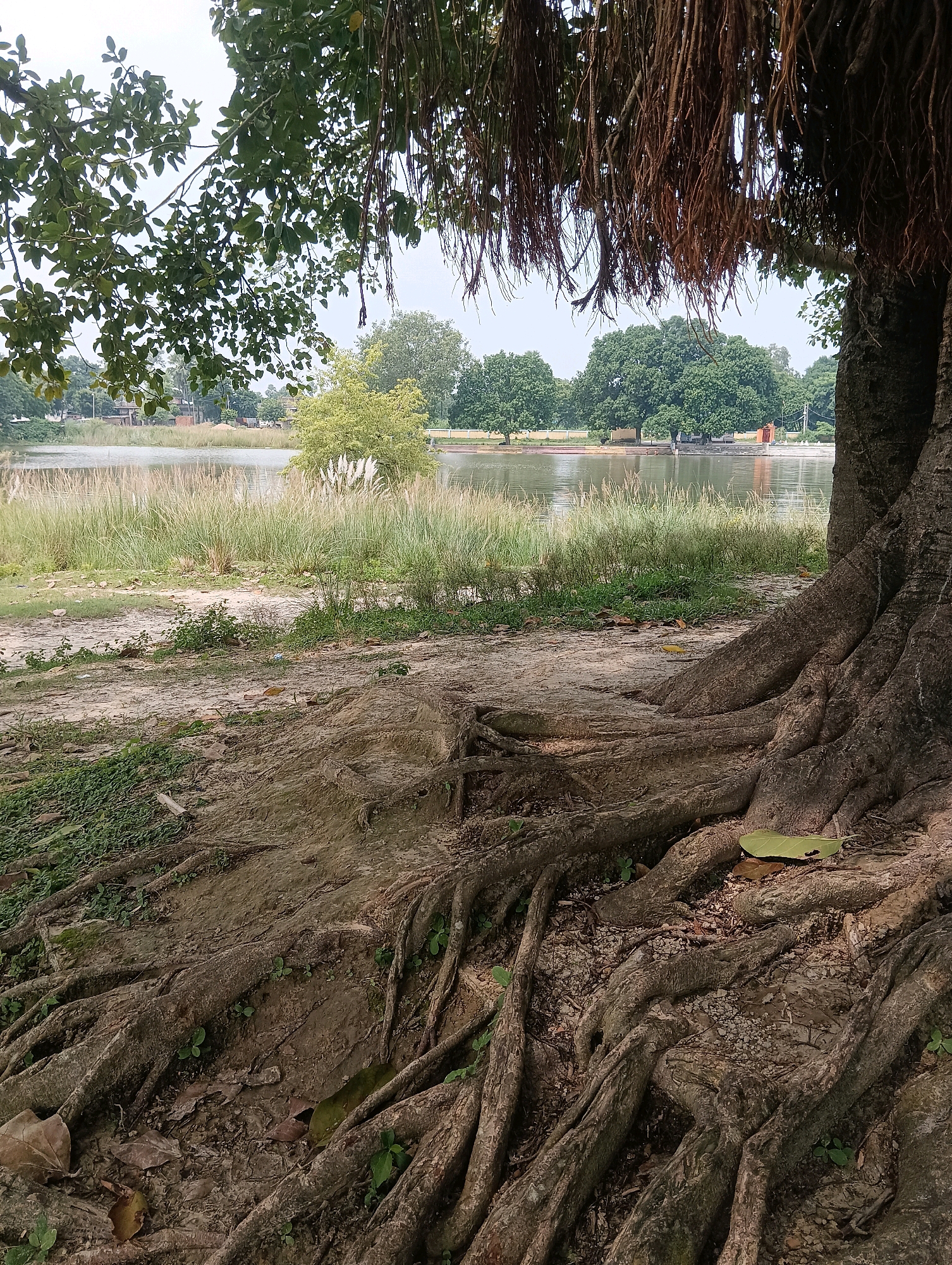 This is a photograph taken at Tilkar, India, depicting a large tree with exposed, gnarled roots in the foreground. The tree's roots spread across the sandy and earthy ground, which is scattered with dry leaves and small green shoots. Behind the tree, a body of water, likely a pond or lake, is visible. Tall, reedy grass grows along the edge of the water. In the background, lush green trees form a dense treeline, and a clear sky with some haze is present. The overall scene is natural and tranquil. There are no people or animals visible in the image.