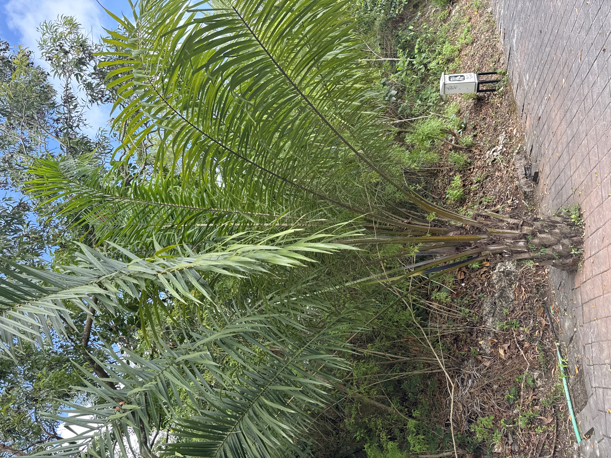 The image depicts a palm tree growing near a paved walkway in Kuta Selatan, Indonesia. The tree has multiple trunks and long, green fronds that extend outwards and upwards. The area around the base of the tree is covered with leaf litter and other vegetation. A small utility box is visible near the walkway. Other trees and plants are present in the background. The sky is partially visible through the foliage, with patches of blue.
