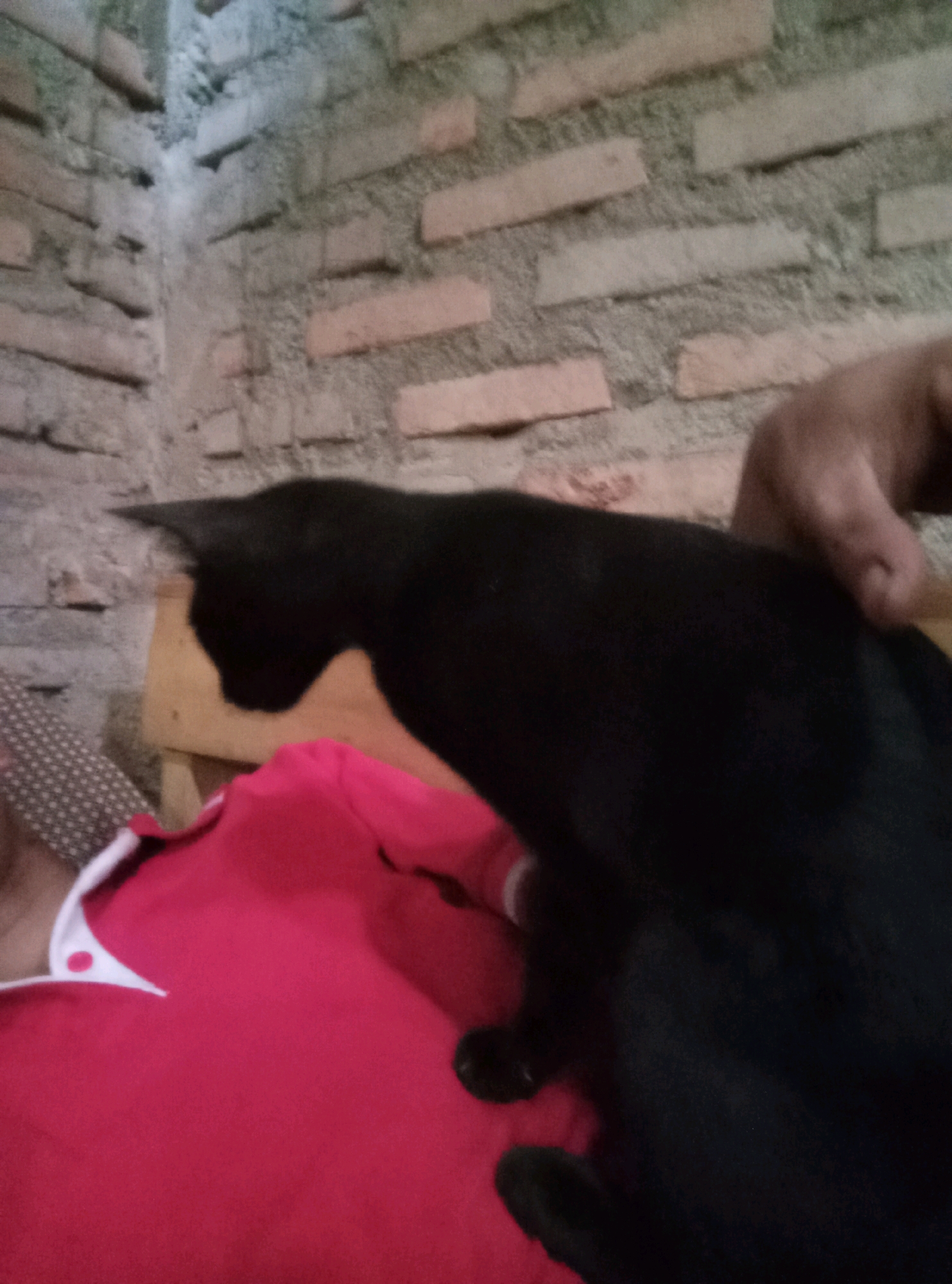 A black cat is perched on the shoulder of a person wearing a red shirt. The person's hand is visible on the cat's back. The background consists of a brick wall. The scene appears to be indoors in a home in Karang Sari, Indonesia.