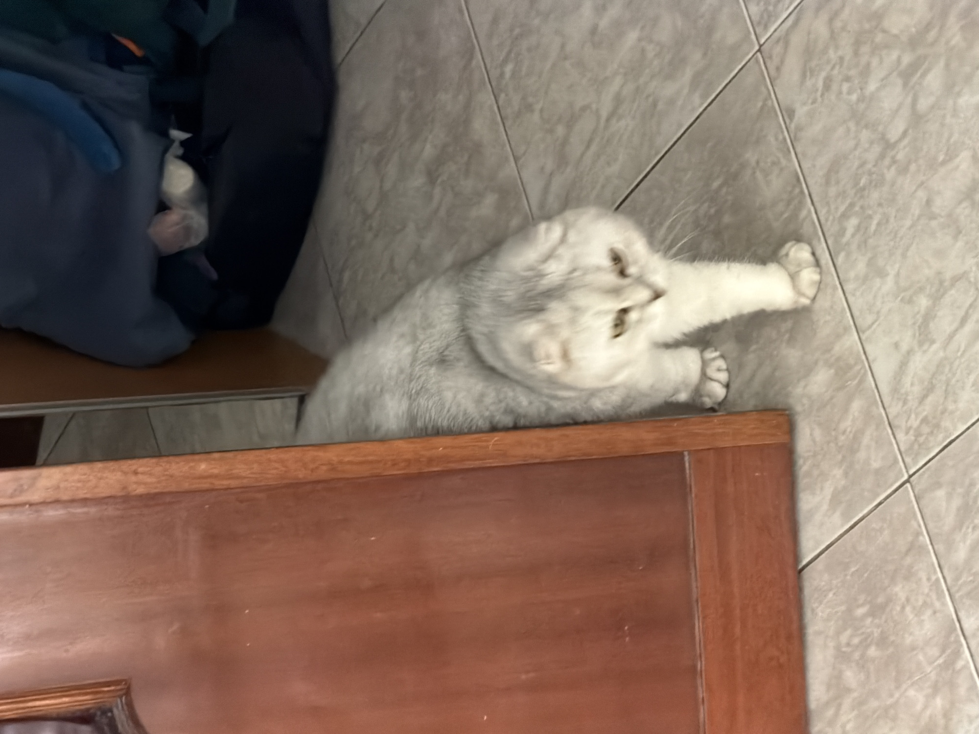 A silver tabby Scottish Fold cat is partially visible next to a dark wooden door. The cat is walking on a tiled floor. In the background, there are piles of dark blue and green fabric. The lighting suggests an indoor setting. The image does not contain any elements that would allow for the determination of its location in Rome, Italy.