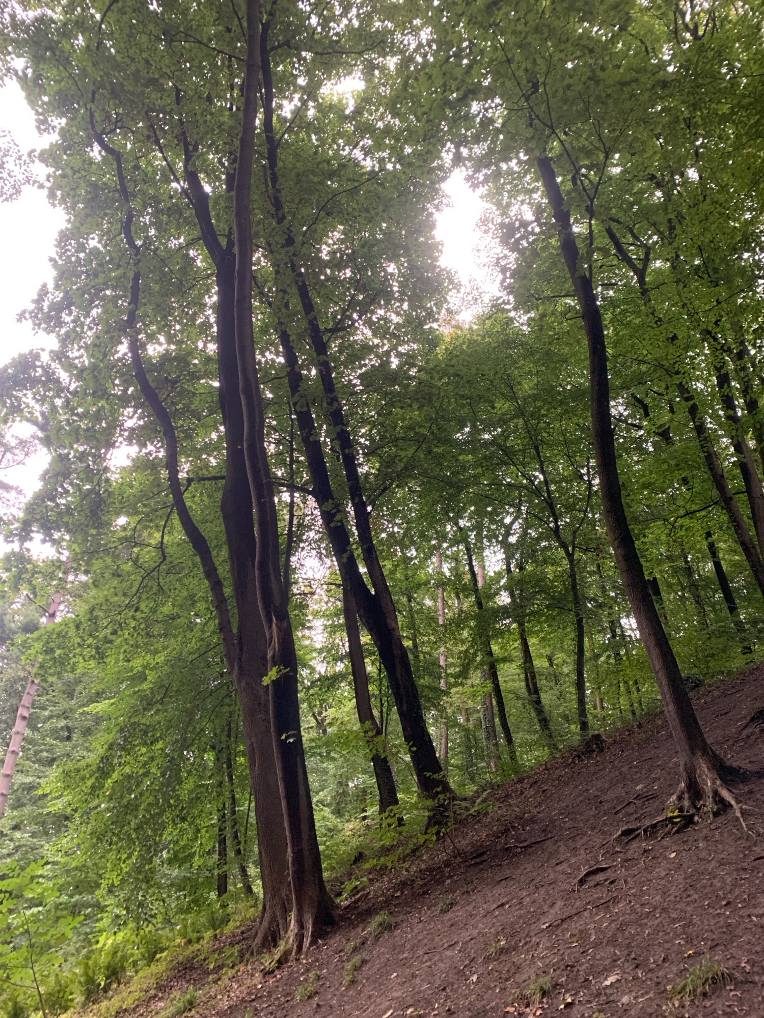 The image depicts a forest floor covered in dark brown soil and scattered leaves, with numerous tree roots exposed on the surface. The ground slopes upwards from left to right. A dense canopy of green trees with lush foliage dominates the upper portion of the image, with sunlight filtering through the leaves, creating a dappled effect. The trees vary in thickness and height, with some appearing to be quite old and large. The overall impression is one of a natural, somewhat wild, forested area.
While the image shows a forest, without additional context, it is impossible to determine if it is located within the city of Lviv, Ukraine, or any specific location.