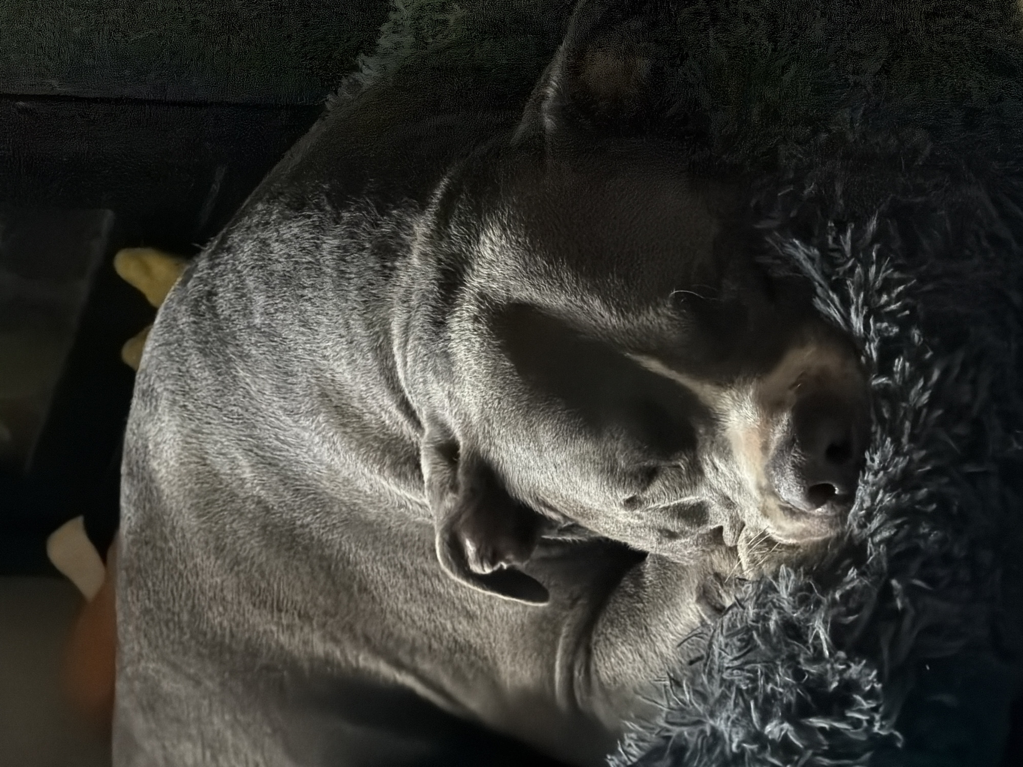A close-up, vertical, eye-level shot shows a grey dog sleeping on a dark, fluffy dog bed. The dog is curled up, with its head resting on its paws, and its eyes closed. The fur on its body is visible, and the muscles are defined. The dog bed appears to be made of a soft, plush material, and it is dark grey in color. The background is dark and out of focus, with some hints of an orange and white object visible on the upper left. The lighting is dim, casting shadows on the dog's face and body. There is no indication of the city of Esch-sur-Alzette, Luxembourg, in this image.