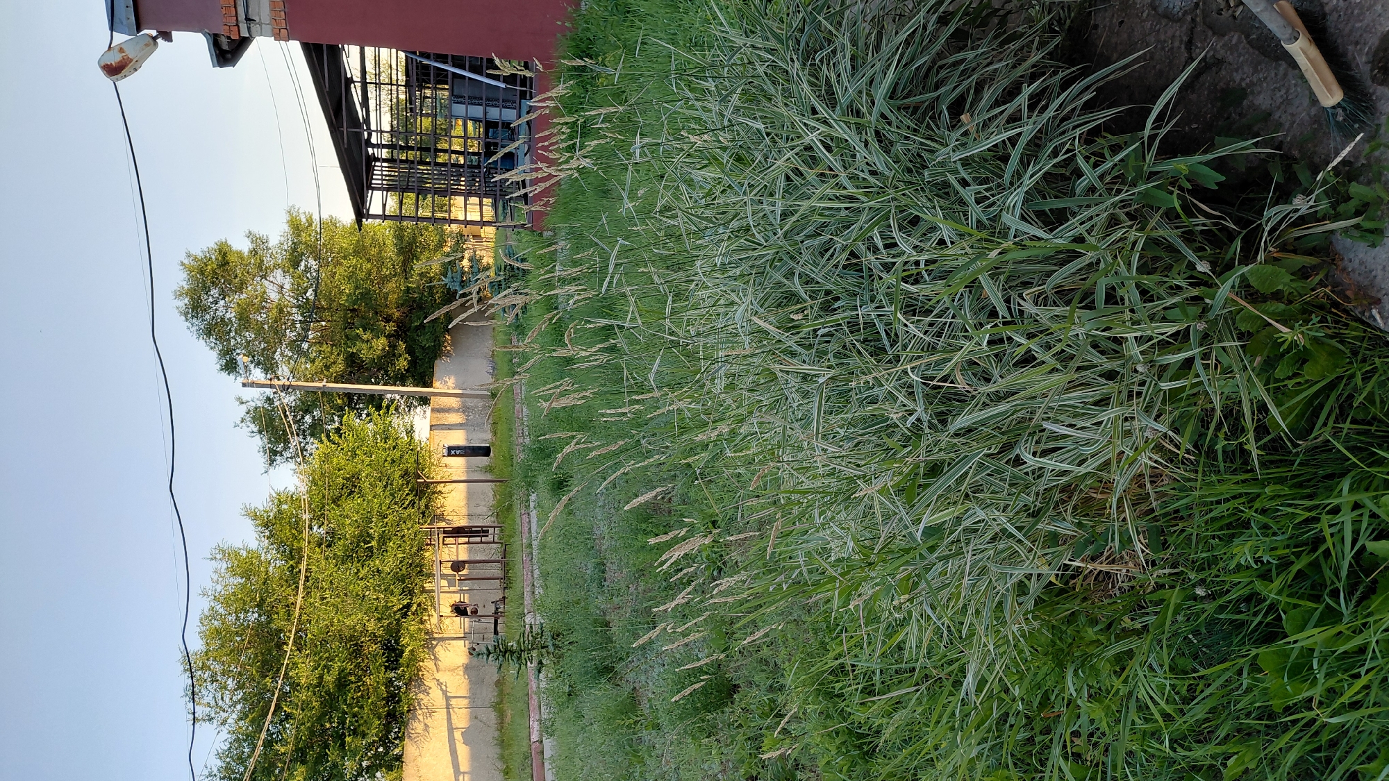 The image depicts an outdoor scene in Saratov, Russia, likely during the day due to the clear sky and sunlight casting shadows. In the foreground, a dense clump of variegated ornamental grass with white and green stripes dominates the frame, its feathery seed heads reaching upwards. Behind the grass, a patch of uncut lawn with various weeds and plants is visible, with a dirt path or area at the bottom right.
Further back, a concrete wall runs horizontally across the image, partially shaded by mature trees with lush green foliage. On the left side of the wall, outdoor exercise equipment, including what appears to be a weight bench and possibly other apparatus, is situated. A thin evergreen sapling stands near the equipment.
To the right of the wall, a metal-framed structure, possibly a carport or covered patio, is present. A portion of a red-painted building with brick accents is visible on the far right. Overhead, power lines stretch across the sky, supported by utility poles. The overall impression is of a somewhat unkempt, but functional, outdoor area.