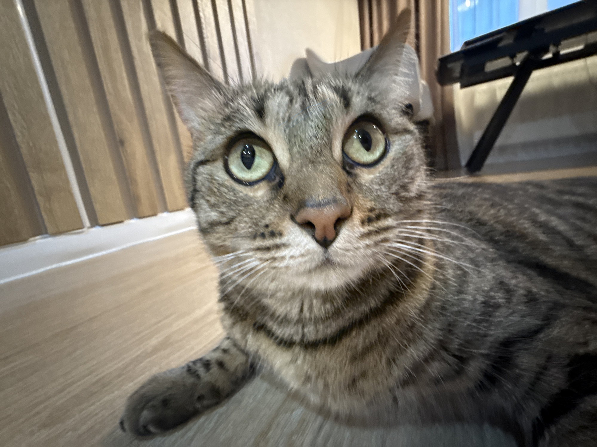 The media file is a close-up, eye-level, outdoor shot of a tabby cat. The cat is the sole subject, filling most of the frame. Its face is oriented towards the viewer, with large, alert green eyes and prominent white whiskers. The cat has a typical tabby coat pattern with gray and black stripes. Its ears are pointed and erect, suggesting it is attentive.
The background is slightly blurred, indicating a shallow depth of field. To the left, there are vertical blinds with a wooden texture. To the right, a dark, angular object, possibly a keyboard stand, is visible against a bright, indistinct background that suggests a window with daylight. The floor appears to be a light-colored wooden surface.
The lighting suggests it is daytime, as indicated by the brightness through the window and the overall illumination of the scene. The cat's expression is neutral, yet its wide eyes give it an appearance of curiosity or mild surprise. The focus is sharp on the cat's face, particularly its eyes and nose. There is no visible text in the image. The overall impression is of a candid shot of a domestic cat in an indoor environment.