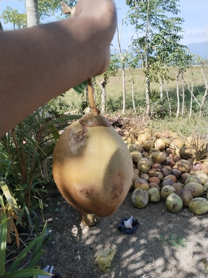 The image presents an outdoor agricultural scene in Puuk, Indonesia, under daylight conditions. A light-skinned human forearm and hand are visible in the upper left quadrant, holding a single pale brown coconut by its stem; the coconut displays minor surface blemishes. In the immediate foreground, sparse green foliage is present on the left. On the bare earth, two pieces of refuse are observed: a crumpled yellow plastic bag and a small dark object containing white material. To the right of the central coconut, a large collection of harvested coconuts, ranging in color from greenish to light brown, is piled on the ground. The background consists of an open field with dry grasses and scattered slender trees featuring light trunks and green leaves. Distant blue mountain ranges are discernible against a clear sky.