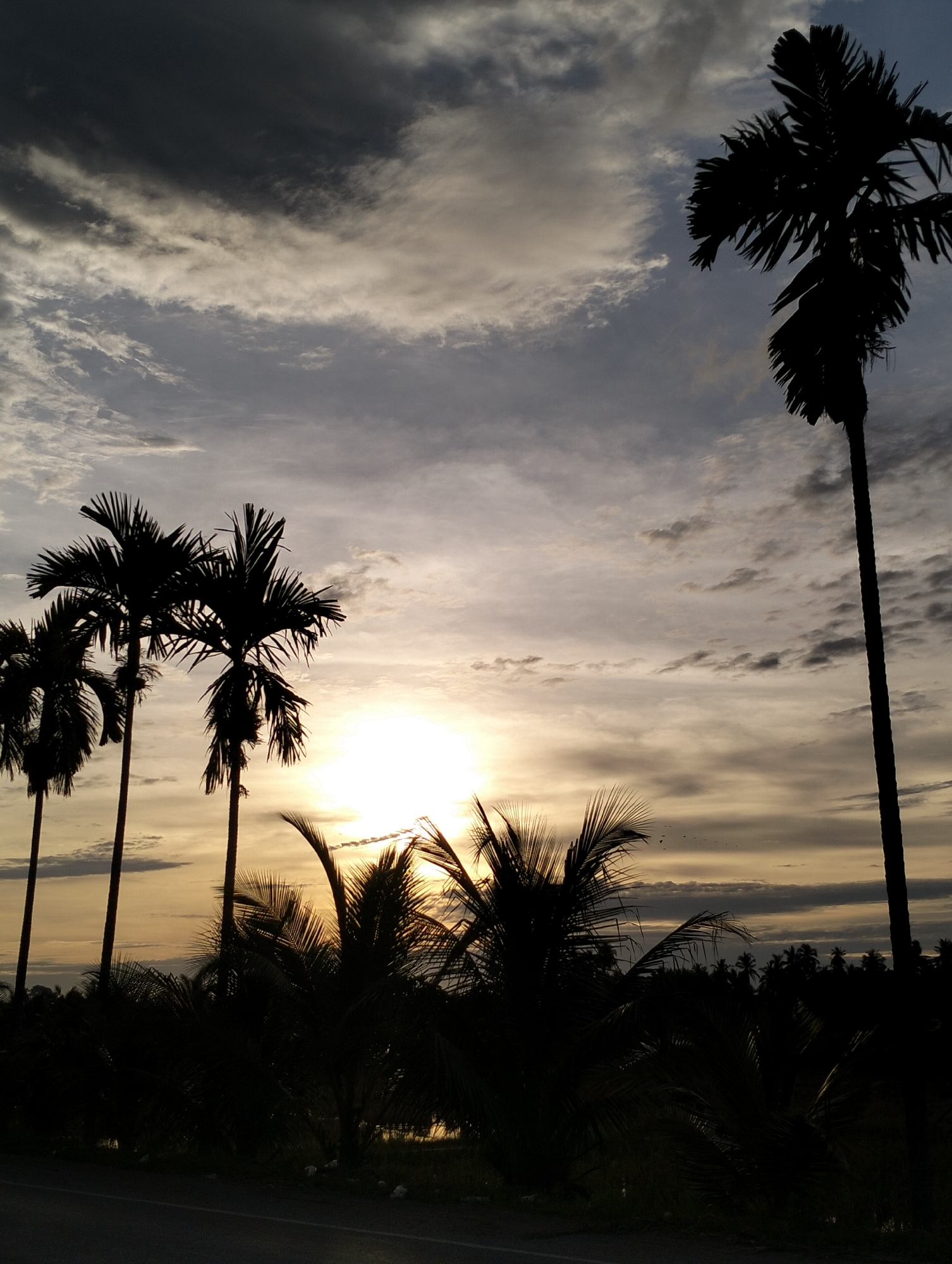 The image captures a sunset in Cotpuuk, Indonesia, with a line of palm trees silhouetted against the sky. The sun is obscured by the foliage of smaller palms in the midground, creating a bright glow. The sky is a mix of gray, dark, and golden hues, indicating an overcast day. Several taller, slender palm trees stand out against the twilight. The foreground features an asphalt road, and further back, more trees are visible. No people are visible in the scene. The primary actions include light emission from the sun and the natural growth of the trees. Interactions are limited to environmental elements: light hitting the trees, clouds interacting with sunlight.