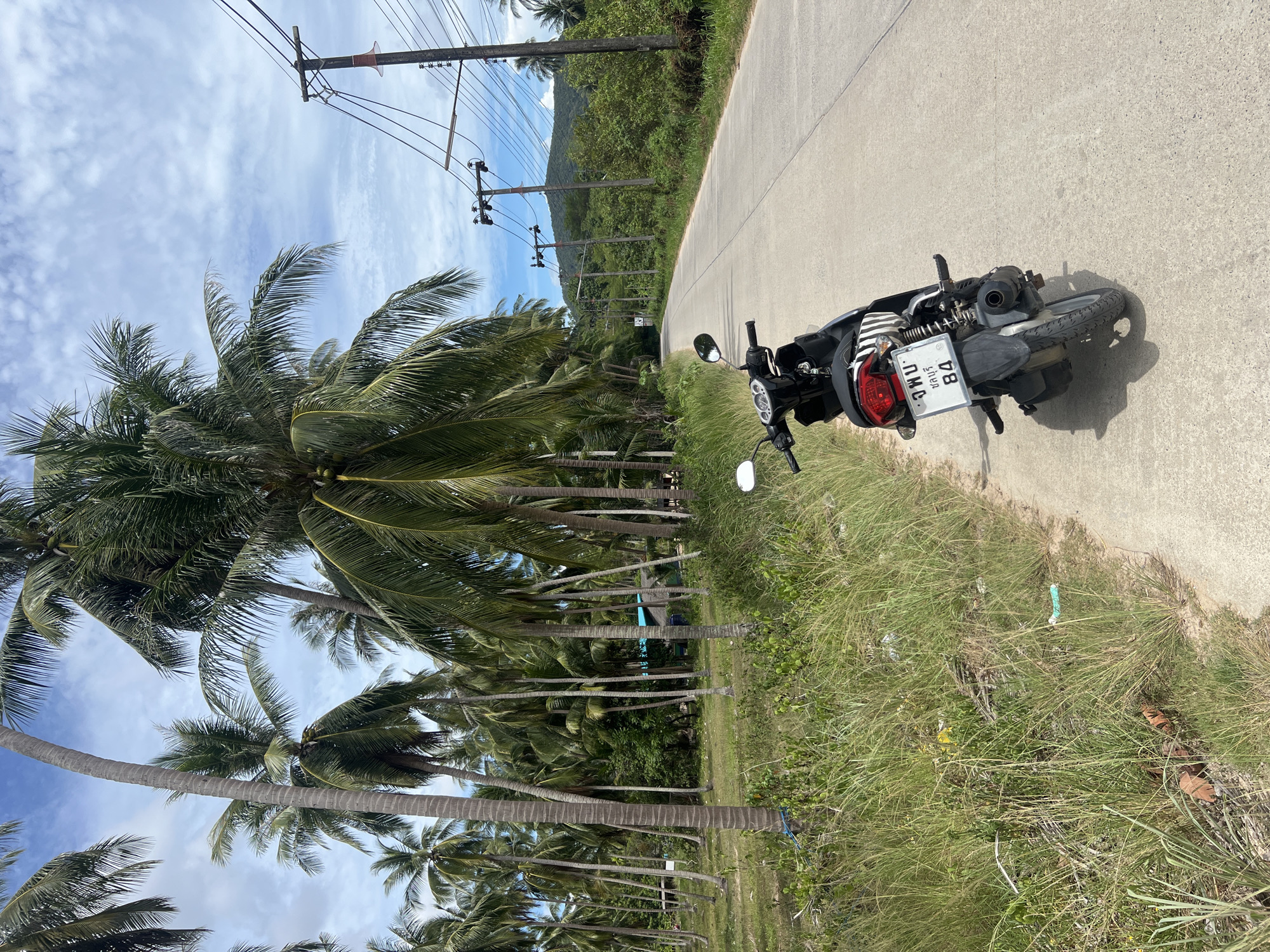 The image depicts a tropical road scene. A black scooter is parked on the side of a paved road, casting a shadow on the concrete. The scooter has a license plate with Thai writing and the numbers "84". To the left of the road, a dense grove of palm trees stretches into the distance, their fronds swaying against a bright blue sky with scattered white clouds. In the background, a lush green hillside is visible, with power lines running along the side of the road. The scene suggests a sunny day in a warm, possibly humid, climate, with a sense of tranquility and natural beauty. The presence of the scooter implies travel or exploration within this scenic location. There is some visible litter in the grass on the right side of the road.