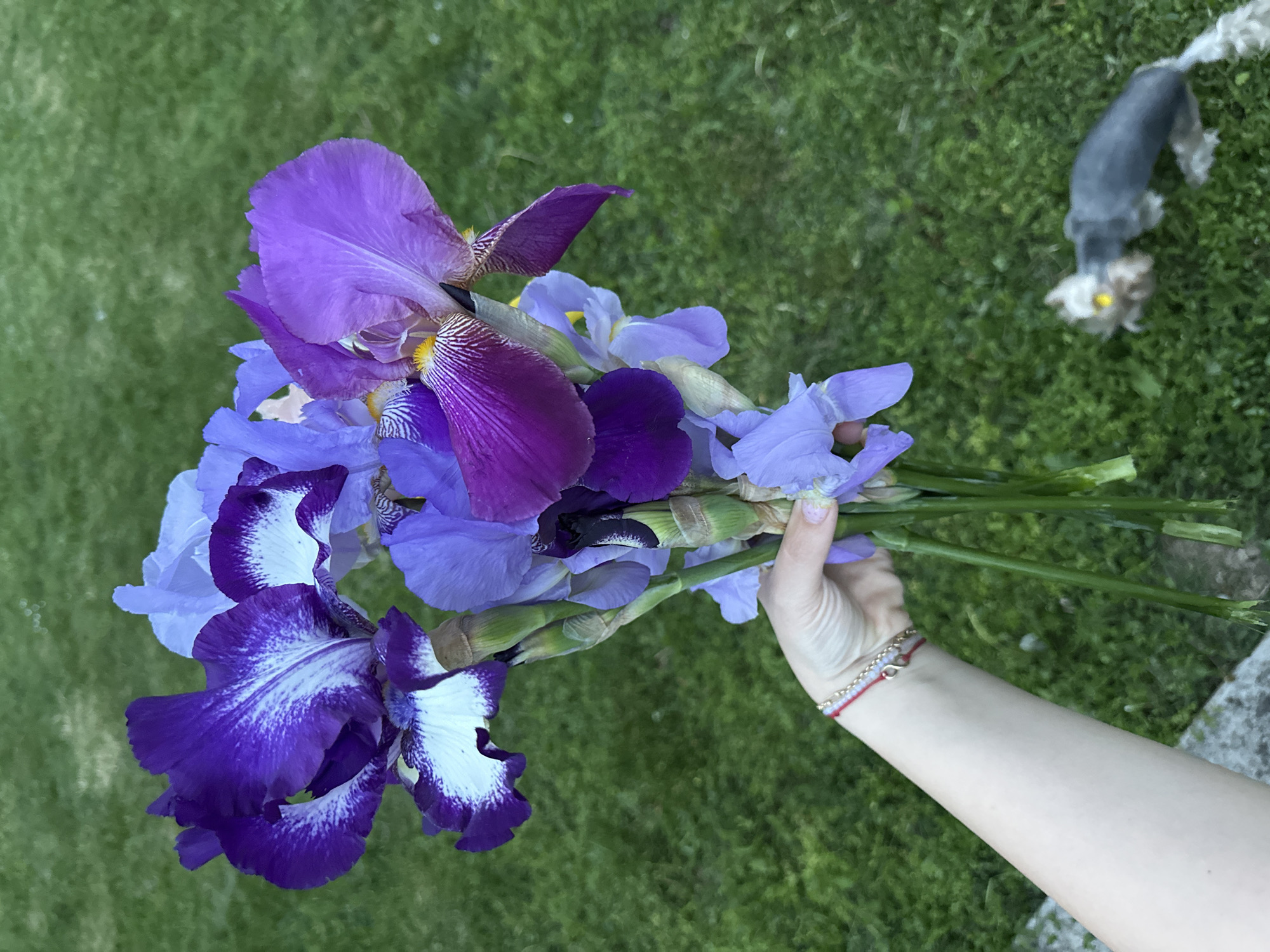 The image depicts a hand holding a bouquet of purple and blue irises against a backdrop of green grass. In the background, a small dog with gray and white fur is partially visible. The hand holding the flowers has two bracelets, one gold and one red. The location is likely outdoors, given the grass and the dog. The city, Lehchevo, Bulgaria, is not discernible within the image.