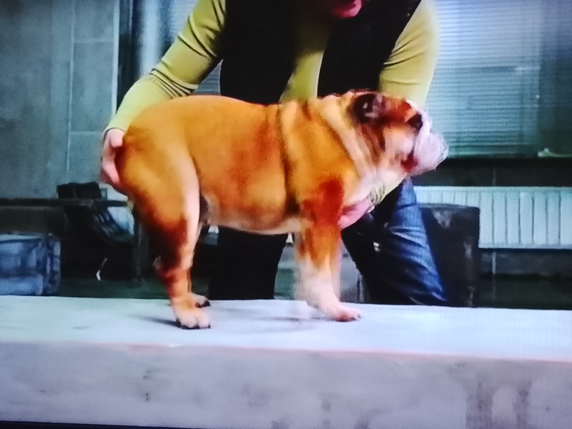 A light-colored bulldog stands on a grey surface in front of a person wearing a light green long-sleeved shirt and a dark vest. The bulldog has brown and white markings, and its face is visible. The person's hands are near the bulldog's hindquarters. In the background, there is a striped structure and some dark objects. The lighting is dim, suggesting an indoor setting. The location is identified as Klichaw, Belarus.