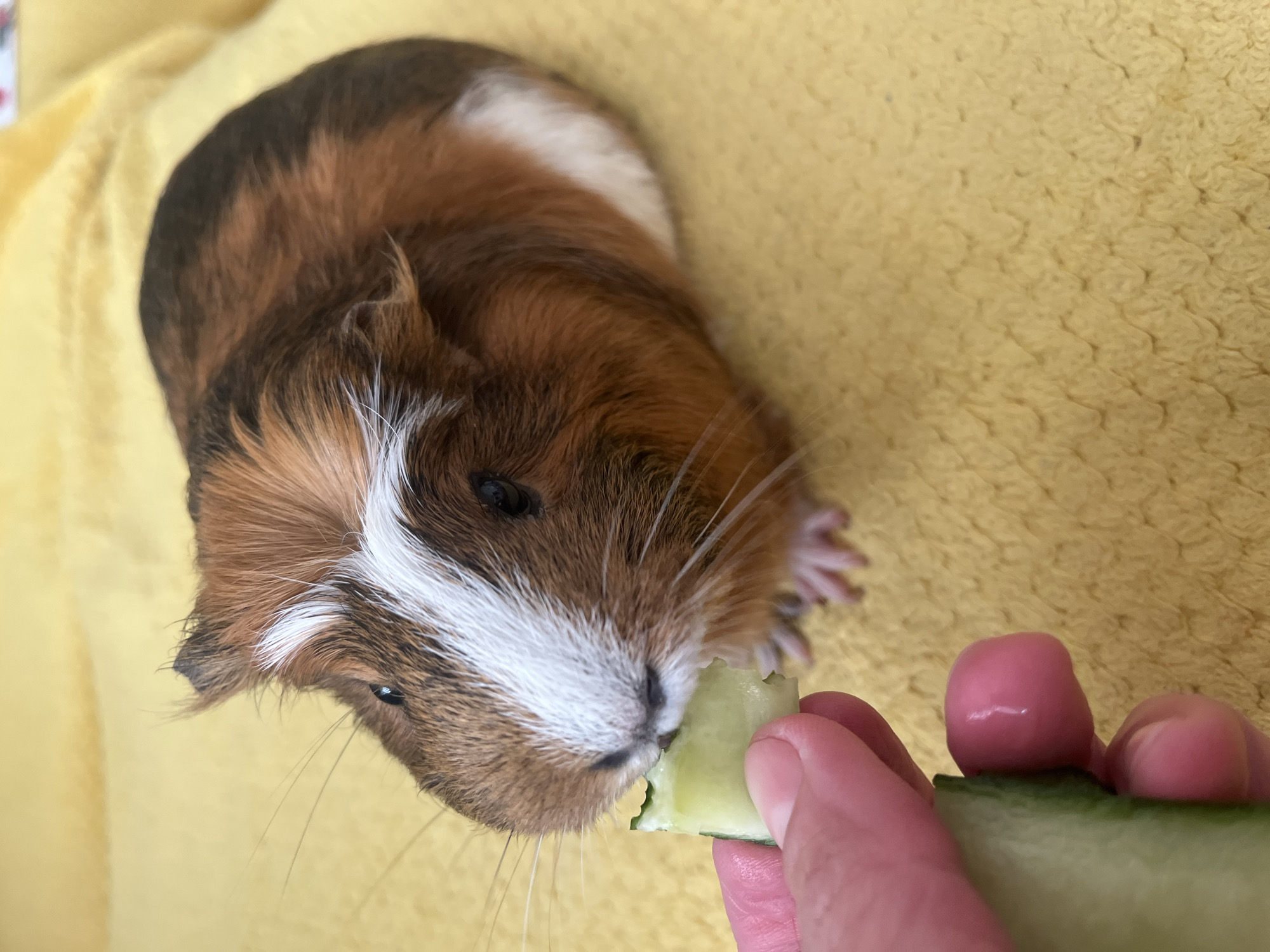 A guinea pig with brown, black, and white fur is being fed a slice of cucumber by a human hand. The guinea pig is on a yellow, textured surface. The image is a close-up shot, focusing on the guinea pig's face and the cucumber. The background is blurred, indicating a shallow depth of field. There are no identifiable landmarks or contextual clues to suggest a specific location within a city.