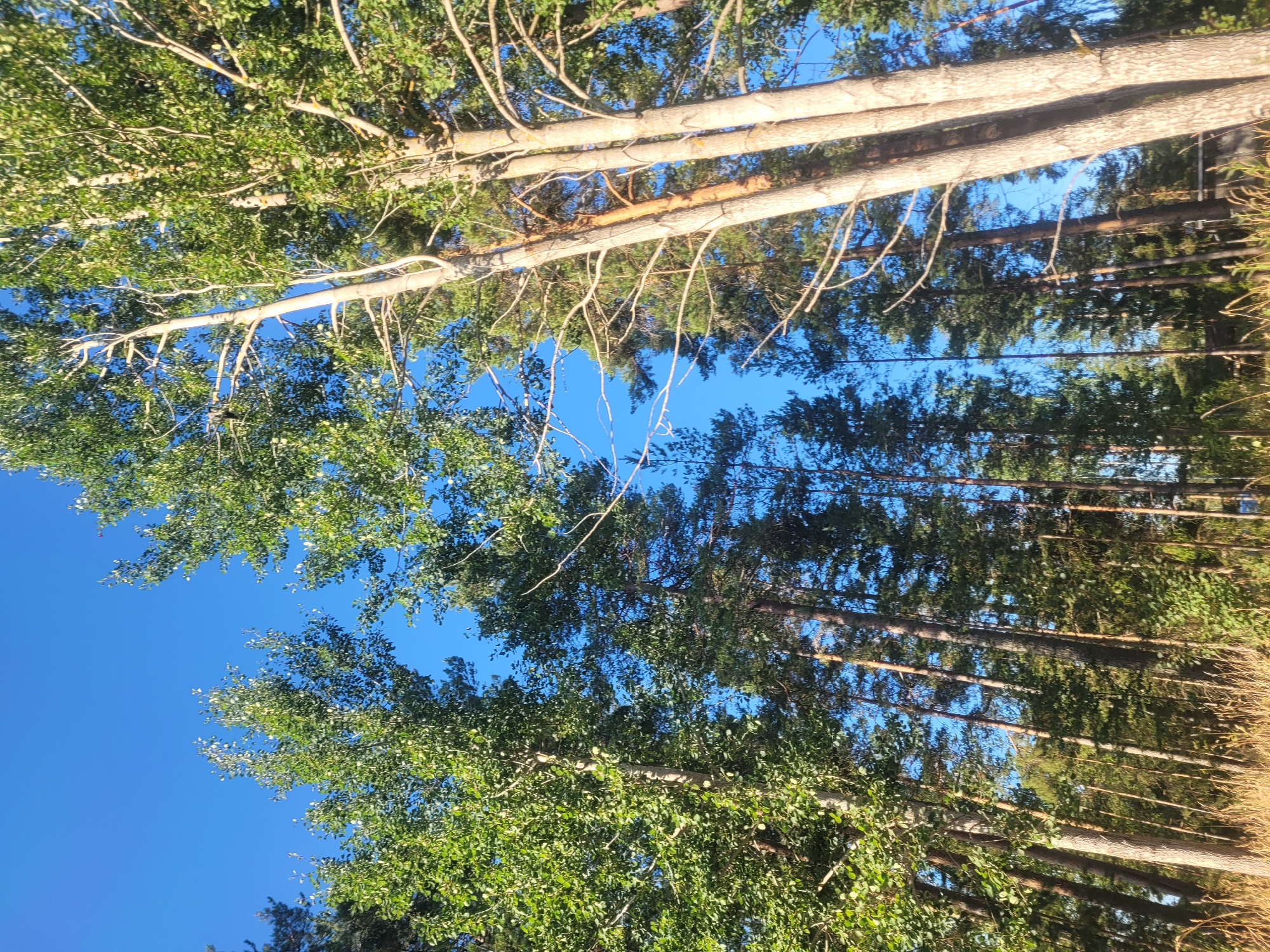 The image captures a serene forest scene dominated by tall, slender trees under a clear blue sky. On the left, a cluster of deciduous trees with vibrant green leaves stands prominently. To their right, a dense forest of coniferous trees, likely pines, forms a dark green backdrop. In the foreground, the trunks of several large deciduous trees, possibly aspens, with light-colored, textured bark are visible, reaching upwards towards the sky. Their branches, mostly bare of leaves, create an intricate silhouette against the foliage and sky. The ground is covered with dry, golden grass and scattered twigs, suggesting a dry, possibly late summer or early autumn setting. The overall impression is one of natural tranquility and the quiet grandeur of a forest. Without further context or identifiable landmarks, pinpointing an exact location within Gävle, Sweden, is not possible based solely on the visual information provided.
