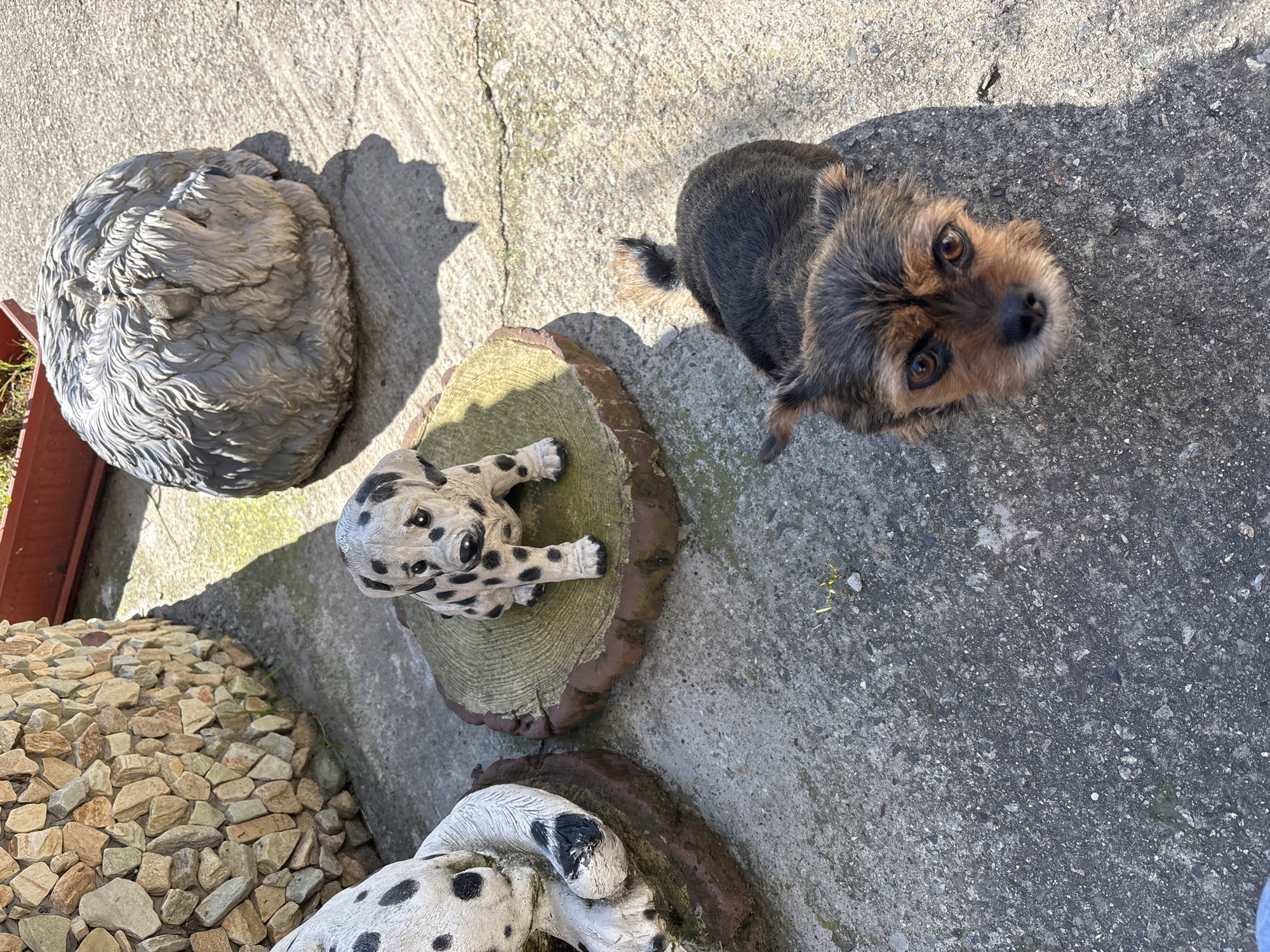 A high-angle shot depicts a concrete surface with several items arranged upon it. A small, dark-haired dog looks directly at the camera. A ceramic Dalmatian statue lies on a tree stump. Another similar Dalmatian statue appears partially visible at the bottom. A stone-like object is visible to the left. Small stones are on the left near a red object. The image appears to be taken outdoors in sunlight, possibly in a garden setting. There are no people visible. The image provides no clues about the location in Sochi, Russia.