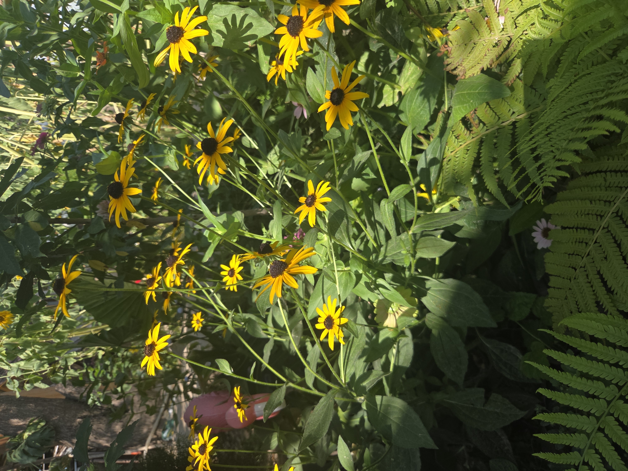 The image depicts a close-up, eye-level view of a dense collection of black-eyed susans and ferns bathed in dappled sunlight. The black-eyed susans are vibrant yellow with dark brown centers, their petals spread wide. They are on thin, green stems, some of which are bent. Interspersed are various green leaves and foliage, creating a rich, textured backdrop. In the foreground and lower right corner, large, feathery green fern fronds are prominent. In the upper left, a portion of a tree trunk and some larger, darker leaves are visible. A hint of pink, possibly artificial, can be seen in the mid-left background. There are no people or animals in the frame. The scene is naturalistic and appears to be a garden or a natural outdoor setting. It is not possible to determine the location within the city of Shymkent, Kazakhstan from the visual information provided.