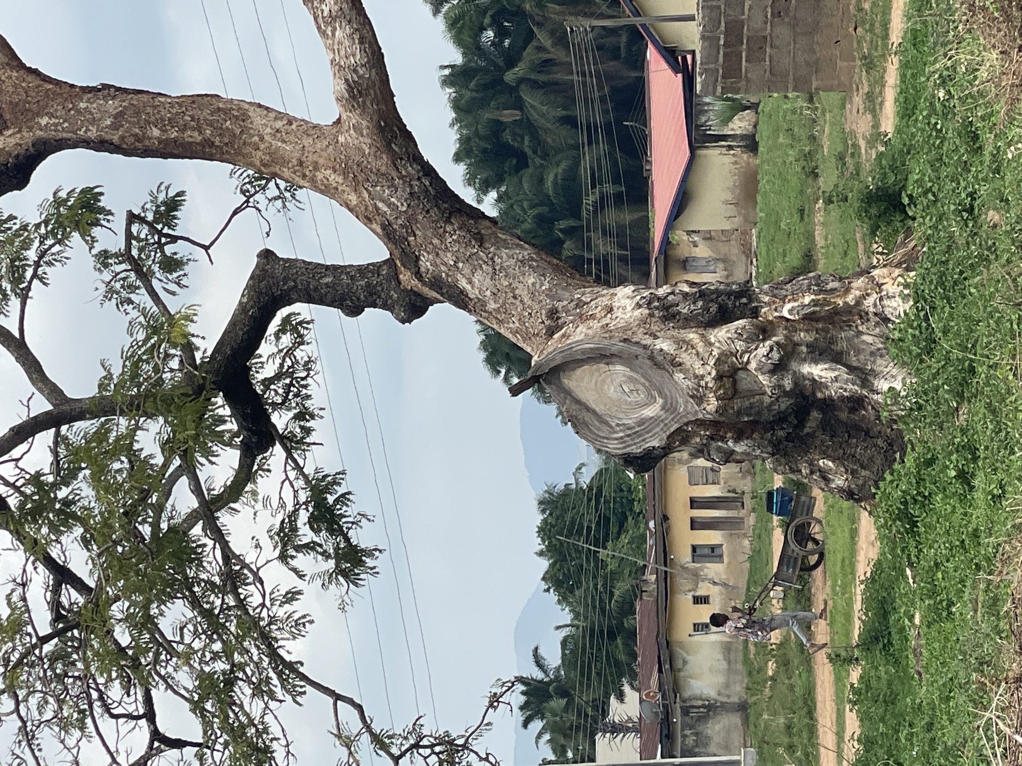 The image depicts a scene in Akwanga, Nigeria. A large, mature tree dominates the left side of the frame, its trunk cut off, revealing a visible pattern of growth rings. Branches extend outwards, some adorned with foliage. In the background, a residential area is visible with structures including buildings with corrugated metal roofs, one with a red roof, as well as lush green trees and vegetation. A dirt path runs through the scene, with overgrown green grass and shrubs alongside it. A man is pulling a two-wheeled cart loaded with items down the path. Power lines run across the background. The sky is overcast.