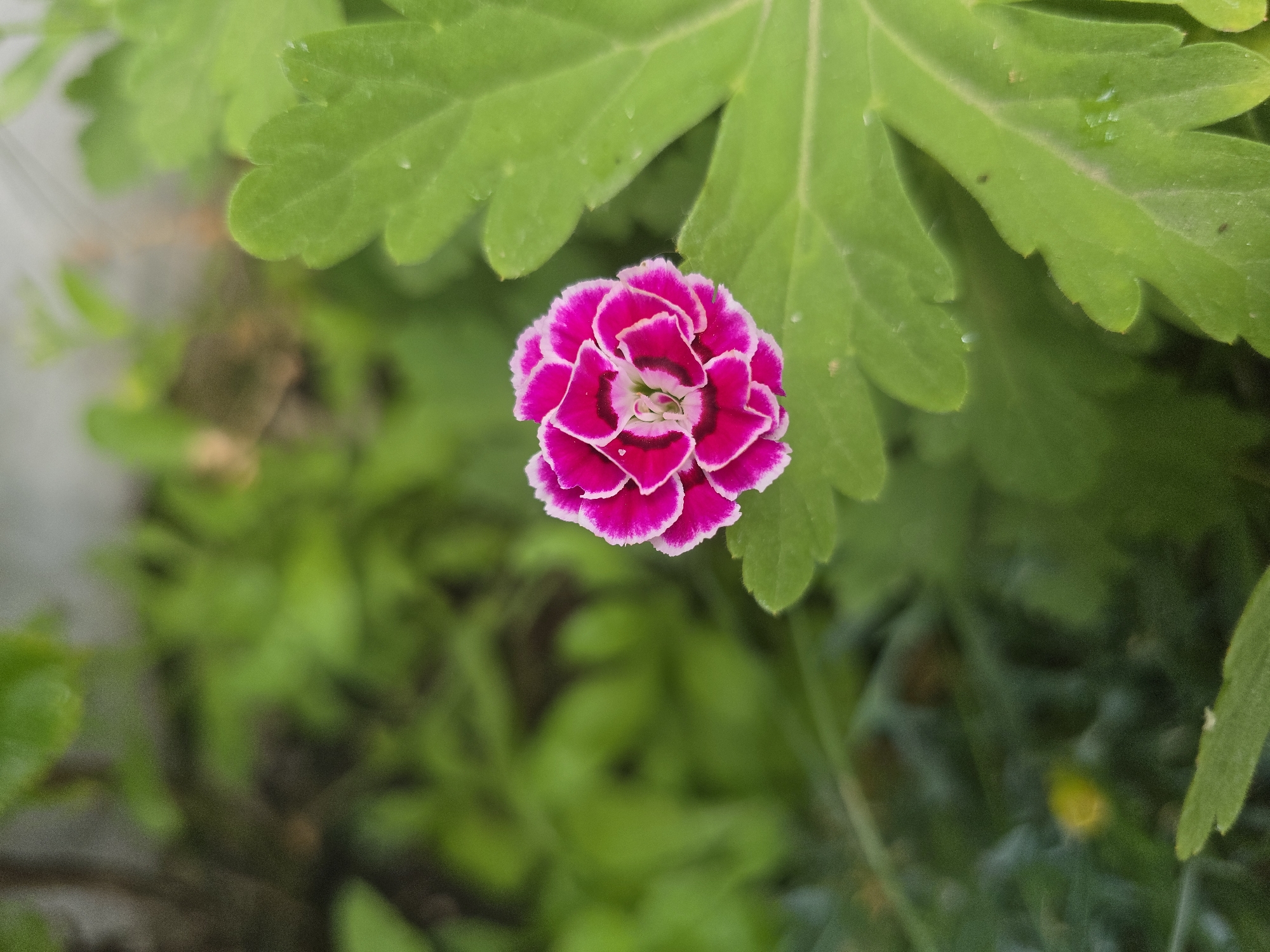A close-up, high-angle shot shows a single, vibrant pink carnation with white-edged petals, centered in the frame. The flower is surrounded by green foliage, with some leaves in sharp focus and others blurred in the background. The overall environment appears to be an outdoor garden, possibly in an urban setting. The lighting suggests it may be daytime, with diffused light. There are no people or animals visible in the image. The specific location within the city of Unknown, Unknown cannot be determined from the visual information.