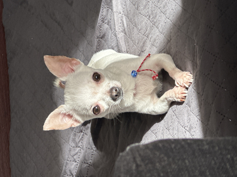 A white Chihuahua dog is depicted lying on a dark gray quilted surface, facing the viewer directly. The dog possesses erect ears, dark eyes, and a dark nose. Around its neck, a red and white braided string is visible, adorned with a single blue bead featuring a white star pattern. Natural light, originating from the right, illuminates the scene, casting shadows on the left side of the dog and the textured background. A blurred, dark object occupies the lower left foreground, while a reddish-brown element is partially visible in the upper background. The scene is located indoors in Chubra, Bulgaria.