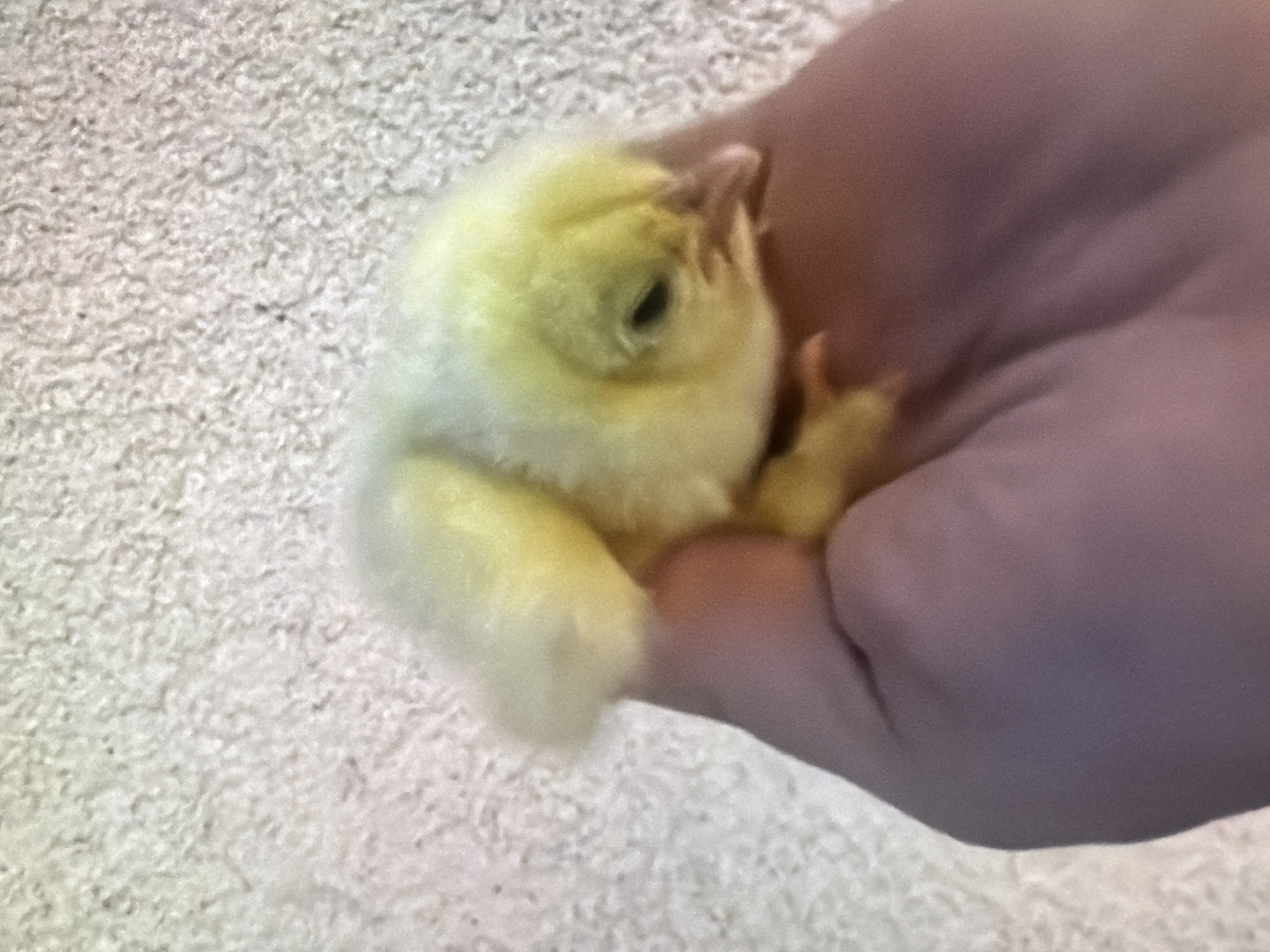 A person's hand, with visible palm lines and skin tone, gently cradles a small, fluffy yellow chick. The chick is positioned on the palm, facing downwards and to the right, with its head slightly bowed and its beak visible. The background is a textured, light-colored surface, possibly a carpet or fabric. The image appears to have been taken in Bukuru, Nigeria, suggesting an indoor setting given the texture of the background. There are no other discernible subjects or objects in the scene.