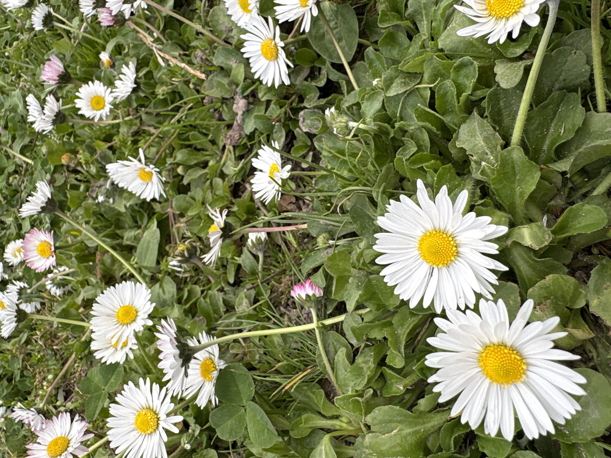 A close-up, top-down shot captures a dense carpet of common daisies (Bellis perennis) and green foliage. The scene is dominated by numerous white daisies with bright yellow centers, scattered across the frame in various stages of bloom. Some daisies exhibit a delicate pink blush on their outer petals or as closed buds. The green leaves beneath and around the flowers appear lush and slightly textured, indicating a natural, perhaps grassy, environment. No specific activity or event is taking place; the image is a still life of a flourishing patch of wildflowers. The lighting suggests it is daytime, possibly bright and clear. There is no visible text in the image. This natural setting is located in Panagyurishte, Bulgaria.