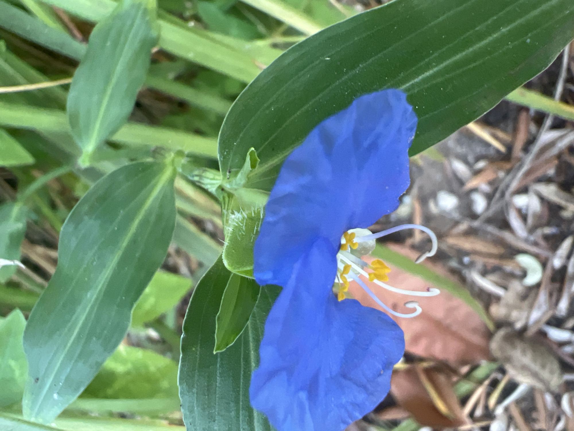 A close-up, eye-level shot focuses on a vibrant blue flower with yellow stamen and white pistils. The flower has three prominent, soft-edged petals, with two partially obscured by leaves. The leaves are a deep green with visible veins and are slightly fuzzy. They are long and pointed, with some overlapping. The background consists of more green foliage and a dry, brown leaf on the ground, along with dirt and small white objects, possibly pebbles or insect eggs. The scene appears to be outdoors in a natural setting. The location is specified as Hof HaCarmel Regional Council, Israel.