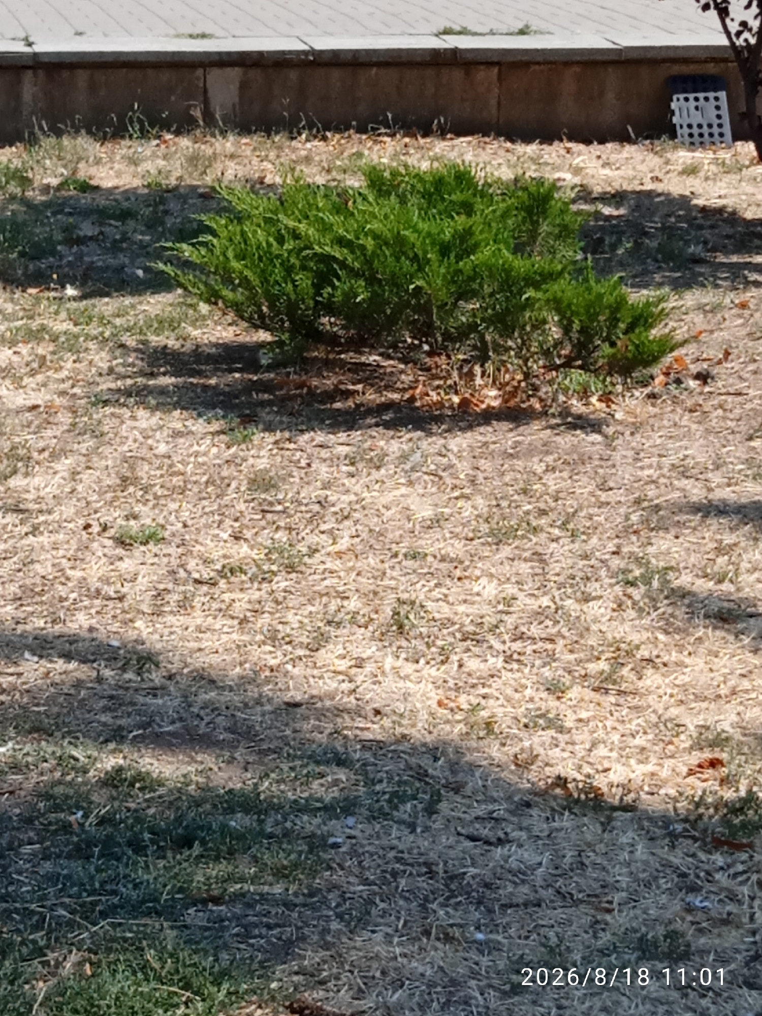An outdoor shot captures a green shrub with dry, light-brown ground cover. A patterned white object is visible in the background. A date stamp reads "2026/8/18 11:01".