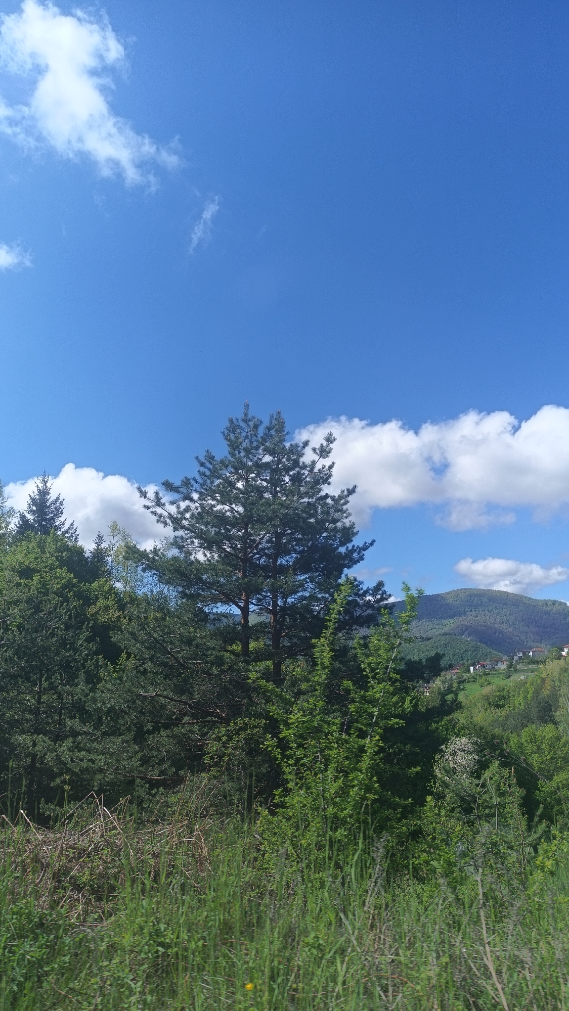 The image presents a natural landscape in the vicinity of Vratsa, Bulgaria. A tall evergreen tree stands prominently in the midground, flanked by mixed deciduous and coniferous vegetation. The foreground consists of dense, unkempt grasses and underbrush. In the background, a gently sloping mountain range is visible, dotted with residential structures, indicating human habitation. The sky is bright blue, with scattered cumulus clouds. No people or animals are visible. The scene appears to be captured during daylight hours, likely in the spring or summer season.