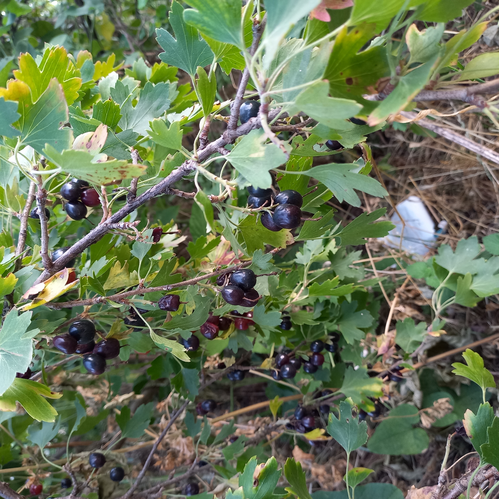 The image shows a close-up view of a black currant bush with ripe berries. The bush has green leaves, some of which are tinged with yellow and brown, indicating they are starting to dry. The berries are small, round, and a deep purple-black color. They are clustered on thin stems. The background is out of focus, showing more foliage and dry grass. There is a piece of white and blue plastic litter visible on the ground in the lower right portion of the image. The scene appears to be outdoors, likely in a natural setting or garden. There is no indication of the specific location within the city of Klyntsi, Ukraine.
