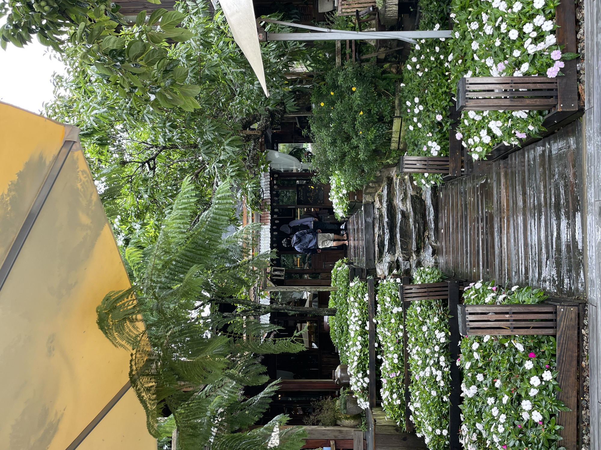 The image depicts a charming pathway leading to a building entrance, likely a cafe or restaurant, in Da Lat, Vietnam. The pathway is made of wooden planks that appear wet, suggesting recent rain. On either side of the path, elevated wooden planters are overflowing with lush green foliage and abundant white and pink flowers, creating a vibrant and inviting foreground. A set of stone steps is visible to the right of the wooden path, also appearing wet.
In the background, the building has a rustic aesthetic with wooden structures and corrugated metal roofing. Large green trees and ferns surround the area, contributing to a natural and somewhat tropical ambiance. The overall scene is bathed in soft, diffused light, indicative of an overcast or rainy day, common in Da Lat.
Two individuals are seen walking towards the entrance of the building. The person in the foreground is wearing a dark jacket, light-colored shorts, and is barefoot. The second person, partially visible, is wearing a hooded garment. They appear to be entering the establishment, suggesting a moment of arrival or departure. The presence of umbrellas and the general greenery point towards Da Lat's reputation as a city with a cool, misty climate and abundant vegetation.