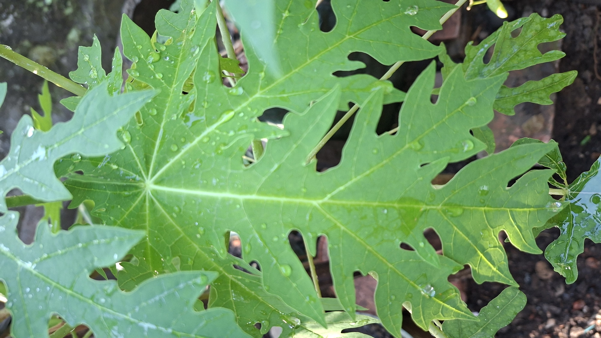 In Palembang, Indonesia, a close-up shot focuses on the lush green leaves of a papaya plant, glistening with water droplets. The leaves are large and deeply lobed, with prominent veins radiating from the center. The texture of the leaves appears slightly leathery, and the water droplets suggest recent rain or watering. The background is softly blurred, hinting at a natural or garden setting with hints of brown soil and reddish-brown brickwork visible. The lighting is natural, casting gentle shadows and highlighting the vibrant green of the foliage. No people or animals are present in the frame.