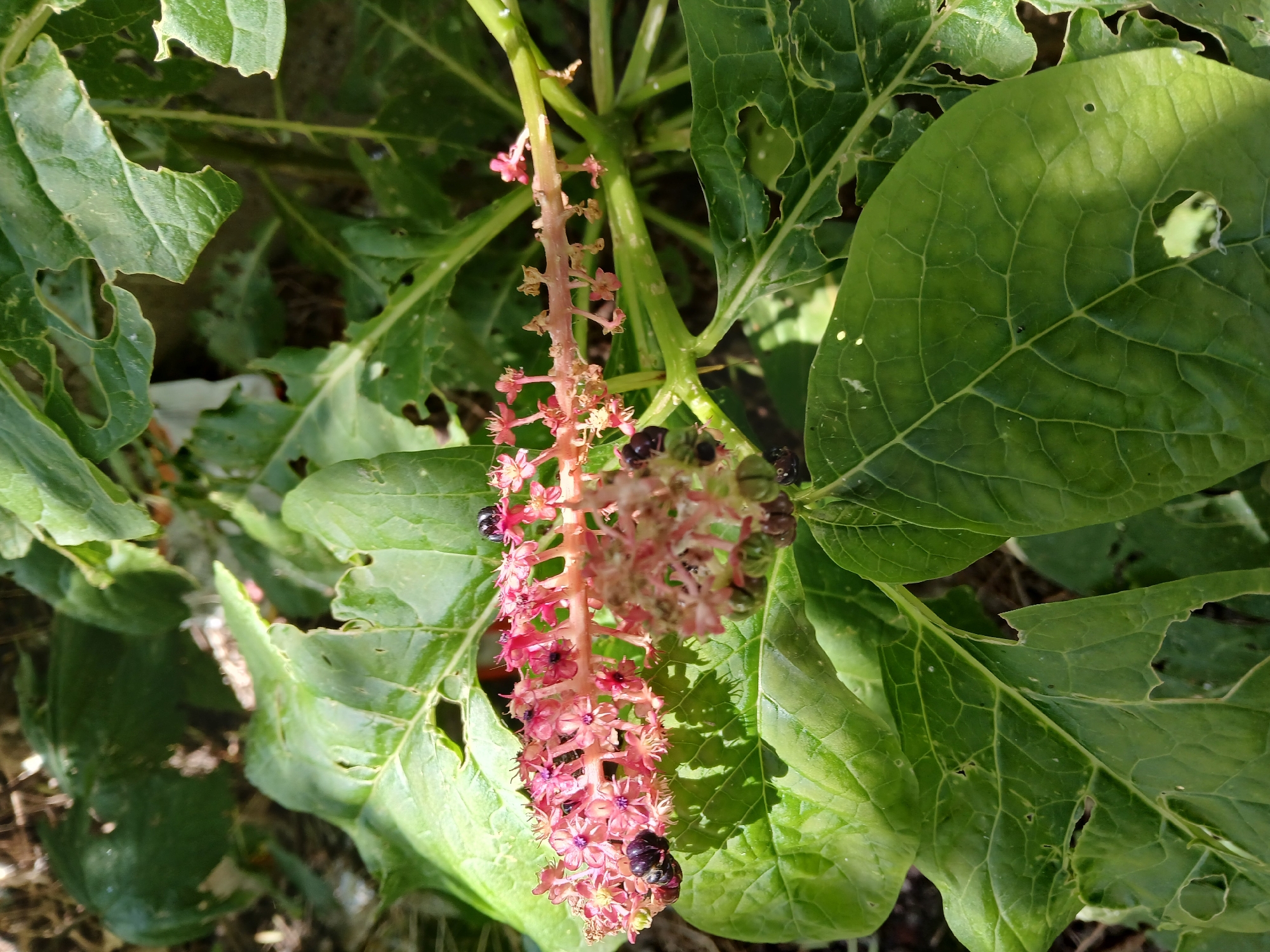 A close-up, sunlit outdoor photograph shows a plant with large, green, textured leaves, some of which have holes chewed into them. A cluster of small, pink flowers with purple centers is visible on a central stalk, with several dark purple berries interspersed among them. The background is blurred, suggesting a natural environment. The scene is devoid of any human presence. This image was taken in the city of Cherkessk, Russia.