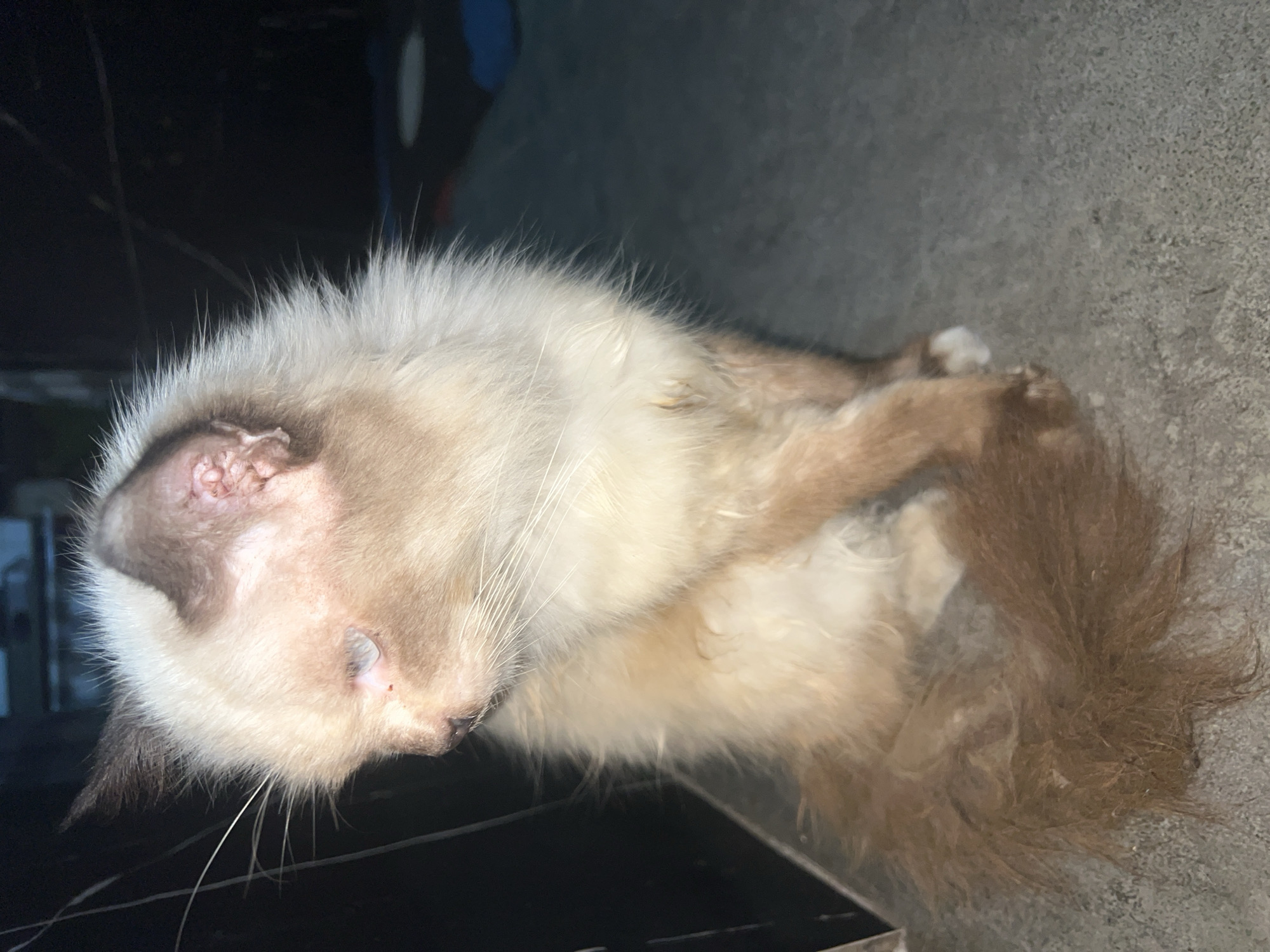 A light-colored cat with tan points is sitting on a gray, textured surface. The cat is facing to the left, with its head turned slightly away from the camera. Its left eye is open and appears to have a pale blue iris. The cat's fur is fluffy, particularly around its neck and chest. Its tail is bushy and extends to the lower left of the frame. The background is dark and out of focus, with some indistinct shapes that suggest an indoor or sheltered outdoor environment. The lighting is dim.