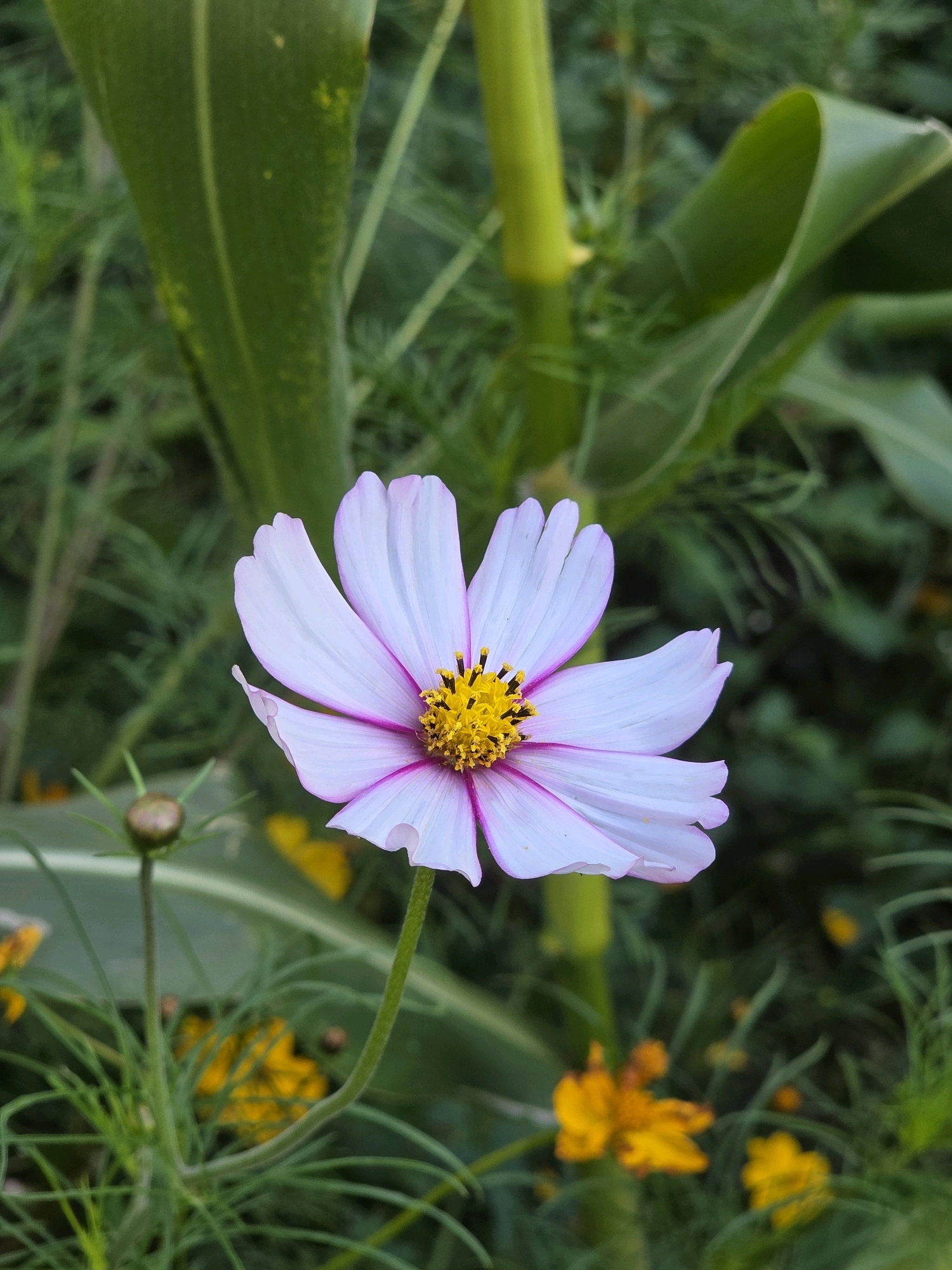 A single cosmos flower with white petals edged in pink and a yellow center is in focus, with a blurred background of green foliage. A closed bud on a thin green stem is visible to the left of the flower. The surrounding environment appears to be a garden or natural area with other flowers and tall green stalks, possibly corn stalks, suggesting an outdoor setting. The image is a close-up shot, emphasizing the details of the flower. There are no people or animals present. The image does not contain any specific landmarks or elements that would allow for the determination of its location in Речицы, Russia.