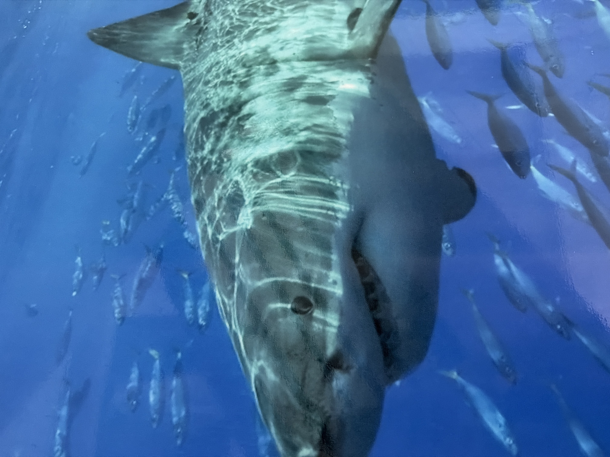 An overhead view captures a large, powerful shark swimming in clear, deep blue water. The shark, possibly a Great White given its size and body shape, dominates the upper part of the frame, extending from the top left corner towards the bottom right. The perspective is from directly below or slightly in front of the shark, looking up towards the surface, as indicated by the dappled light reflections across its grey and white body. Its mouth is slightly agape, revealing a hint of teeth, and its gill slits are visible on its side.
A large school of smaller, silvery fish surrounds the shark, some swimming close to its body, others further in the background. The interaction between the large predator and the numerous smaller fish suggests a natural aquatic environment, possibly within a large marine park or aquarium. The scene is brightly lit by overhead light penetrating the water, creating dynamic textures on the shark's skin and highlighting the movement of the fish. No text is visible in the image. Given the context, this scene is likely from a location in Davao City, Philippines.