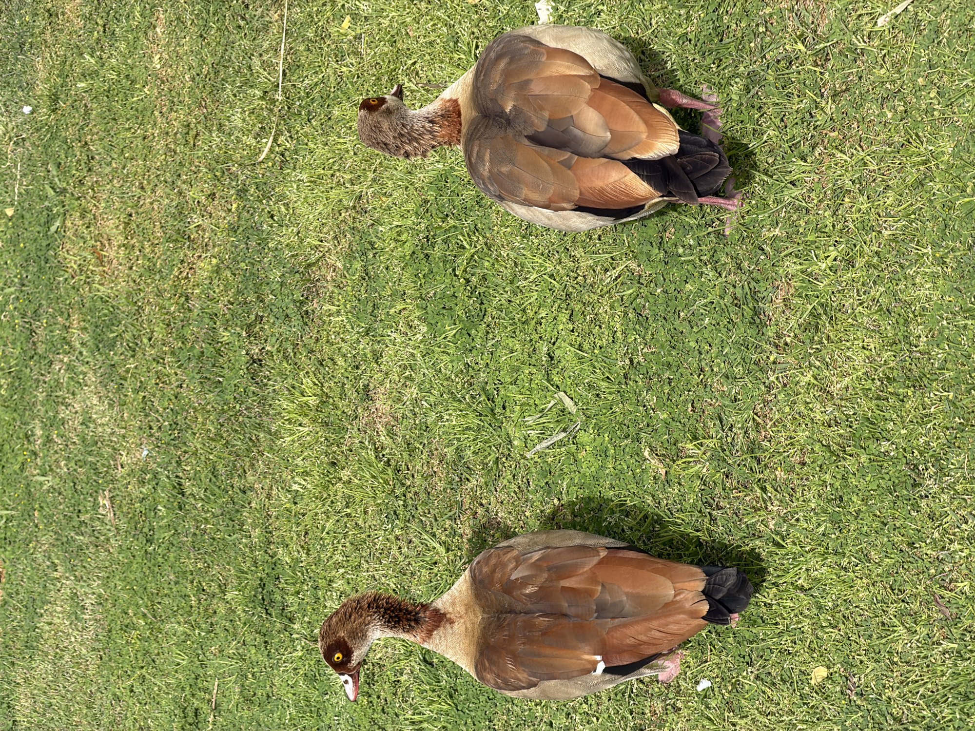 Two Egyptian geese rest on a grassy lawn in what appears to be a park setting. The location is Tel-Aviv, Occupied Palestine. The geese are positioned at the top and bottom of the frame, angled slightly away from each other. The grass is green and well-maintained.