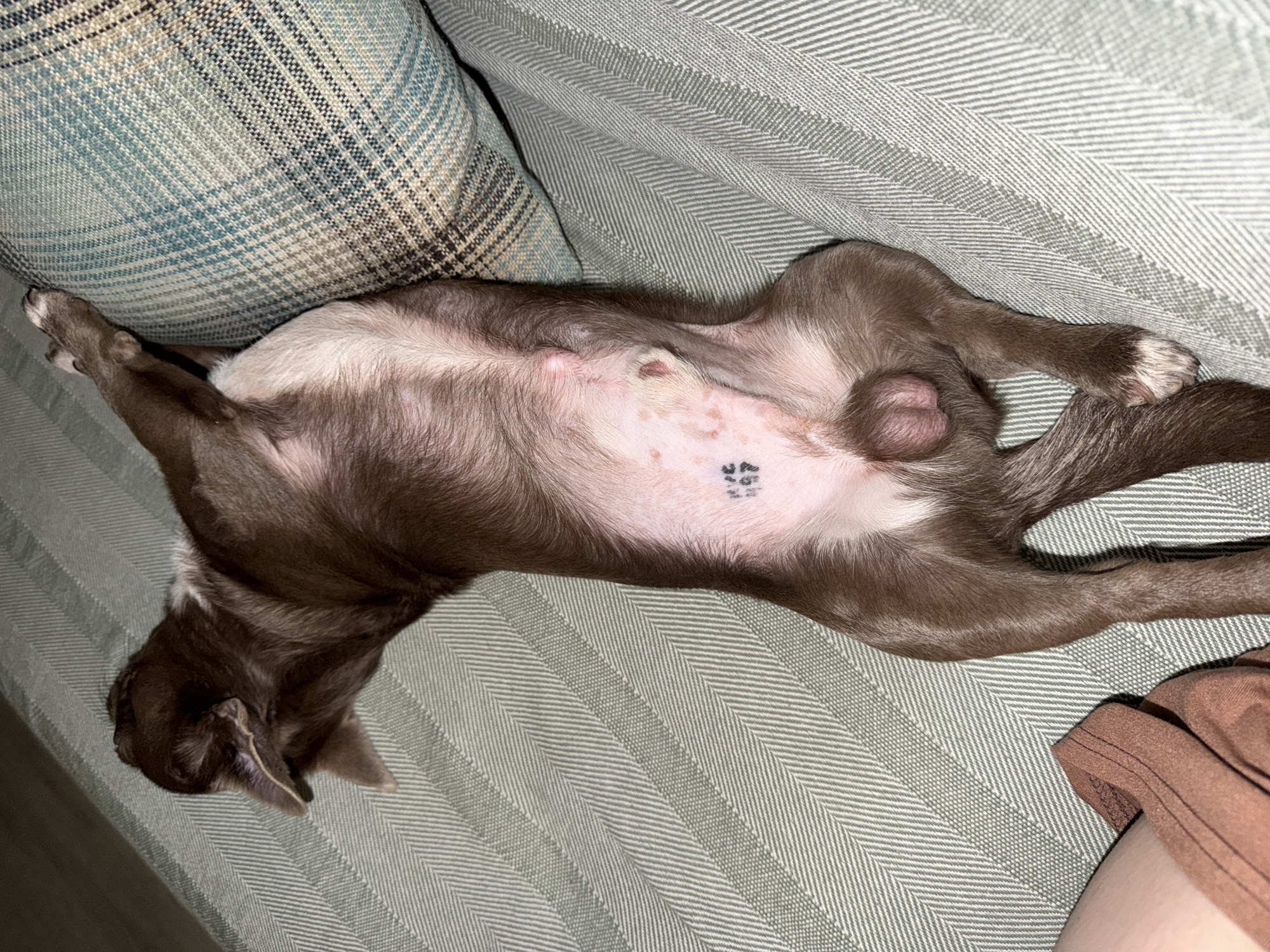 A brown and white dog with a tattoo on its belly is lying on its back on a gray and white herringbone-patterned sofa. The dog is next to a plaid pillow and partially adjacent to a person’s brown clothing. The location is unknown and not verifiable as Votkinsk, Russia.