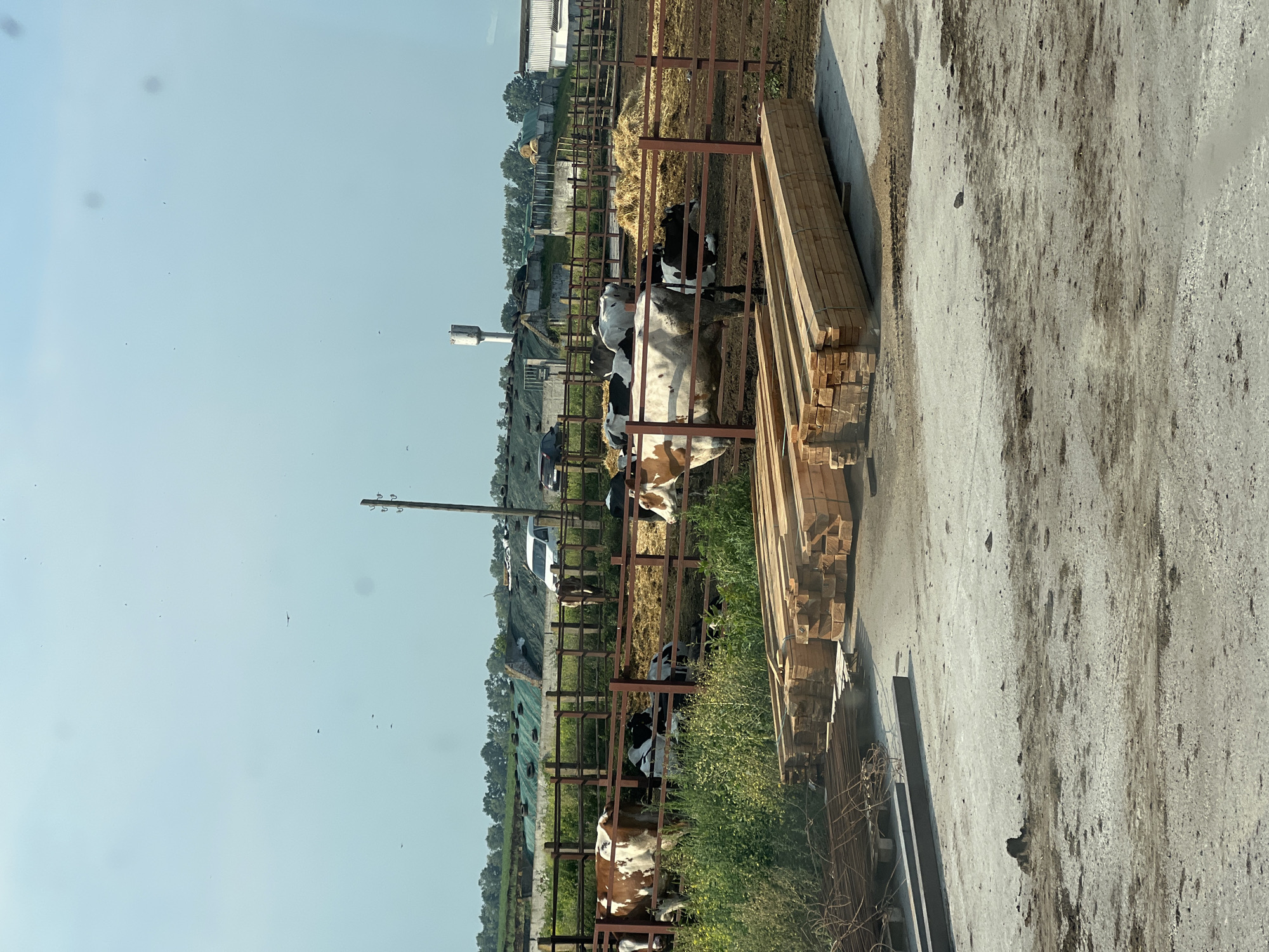 In Harkushyntsi, Ukraine, a farm scene unfolds with several cows within a fenced enclosure. Some cows are standing, while others are lying down. The enclosure is surrounded by a brown metal fence and contains areas of dry hay. Beyond the fence, a stack of lumber is visible on a concrete surface in the foreground, along with a pile of metal rebar. In the background, a water tower stands tall, and various farm buildings and structures are present, including what appear to be greenhouses covered with green material. A white van and a black car are parked in the vicinity. The sky is light blue with a few scattered clouds and several small birds flying in the distance.