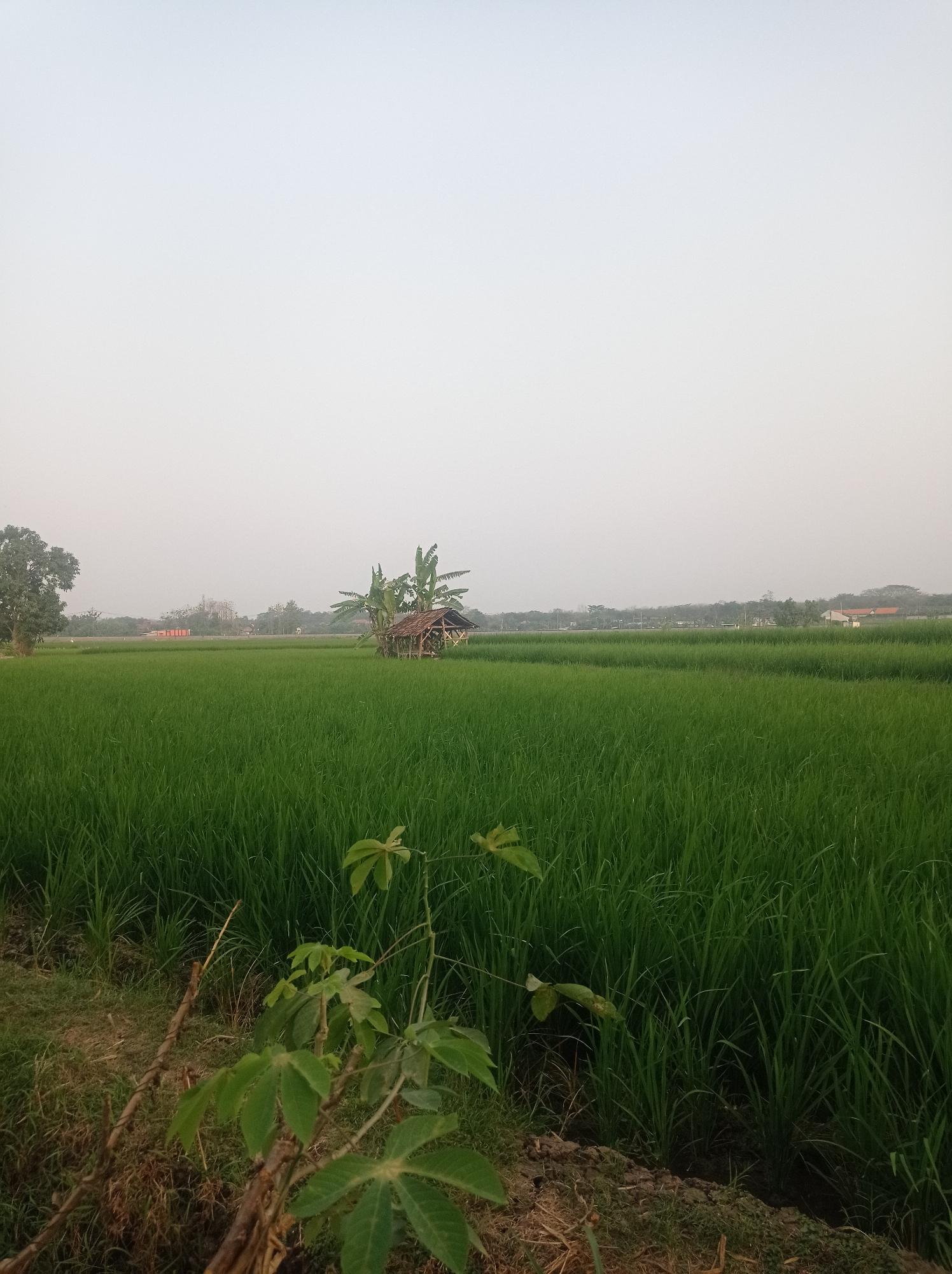 The image depicts a tranquil rural landscape in Bongsopotro, Indonesia, likely a rice paddy field. The foreground features dry soil with some sparse vegetation, including a small plant with broad leaves. Dominating the scene is an expanse of lush, green rice stalks stretching towards the horizon. In the mid-ground, a small, rustic hut with a thatched roof is visible, surrounded by banana trees. Further in the distance, a line of trees separates the fields from a few scattered buildings and structures, suggesting the presence of a village or settlement. The sky above is a pale, hazy white, indicating possibly early morning or late afternoon light. The overall impression is one of peaceful, agricultural scenery.