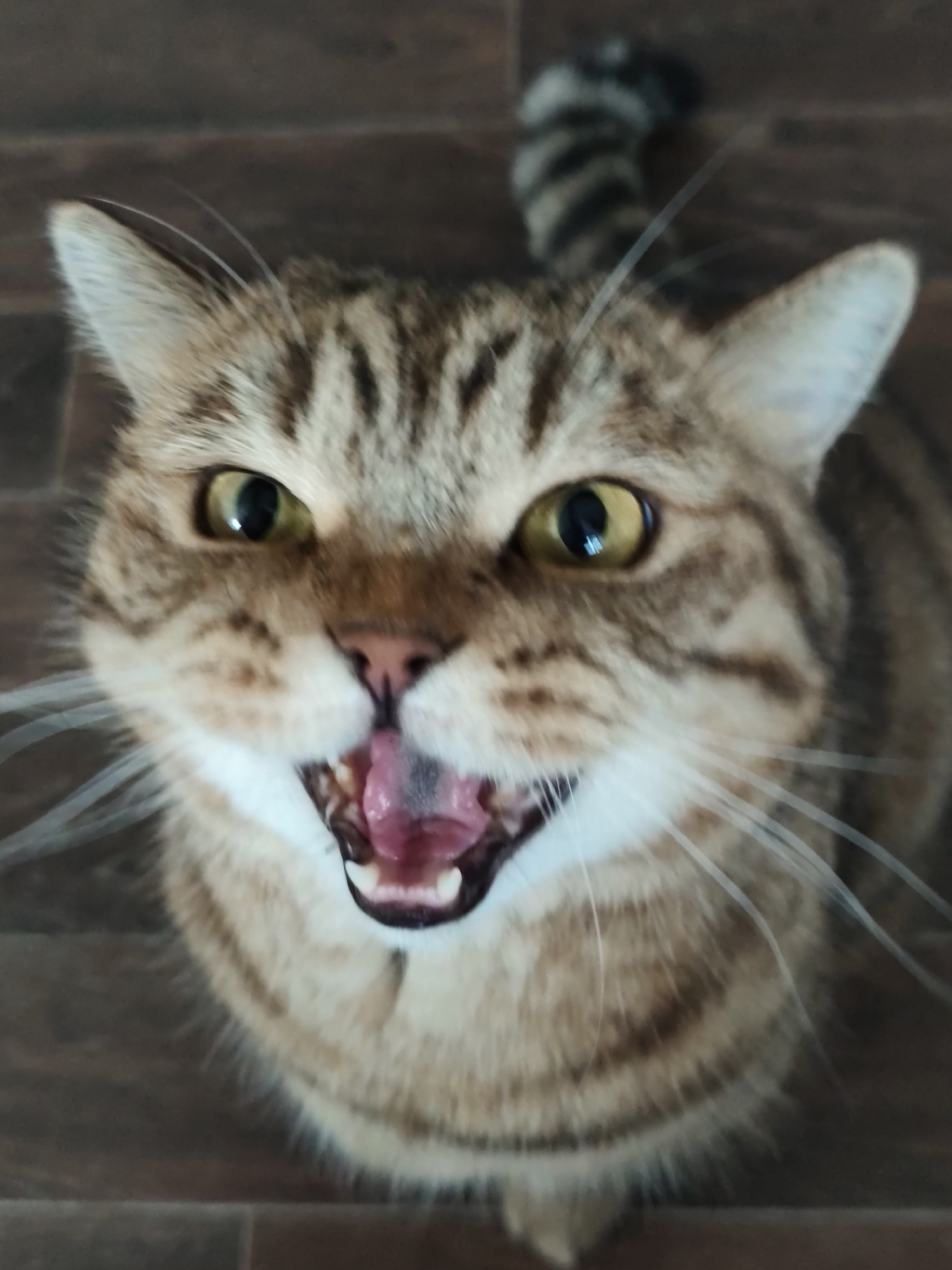 A close-up, top-down, vertical shot focuses on the face of a tabby cat looking directly into the camera with its mouth open, its pink tongue visible. The cat has yellow eyes and prominent white whiskers. Its fur is a mix of brown, black, and tan stripes. The background appears to be a dark wooden floor. There is no indication of the cat's location in Komsomolsk-on-Amur, Russia, nor any other specific environmental or situational details.
