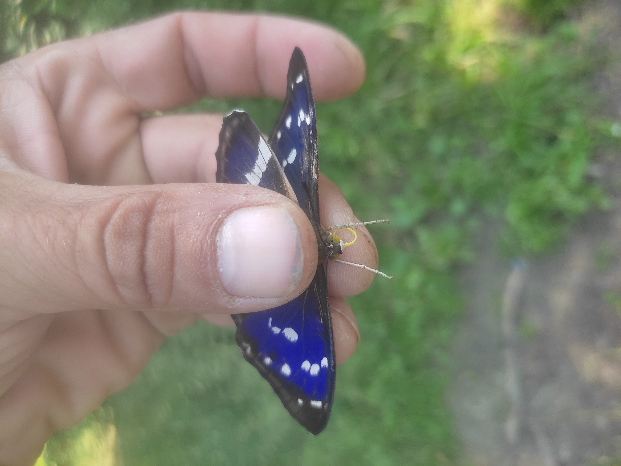A person's fingers hold a dark blue butterfly with white spots. The butterfly's wings are partially open, revealing the iridescent blue underside. The background is a blur of green grass and brown earth, suggesting an outdoor setting. The image appears to be taken from a close-up perspective, focusing on the butterfly and the fingers.