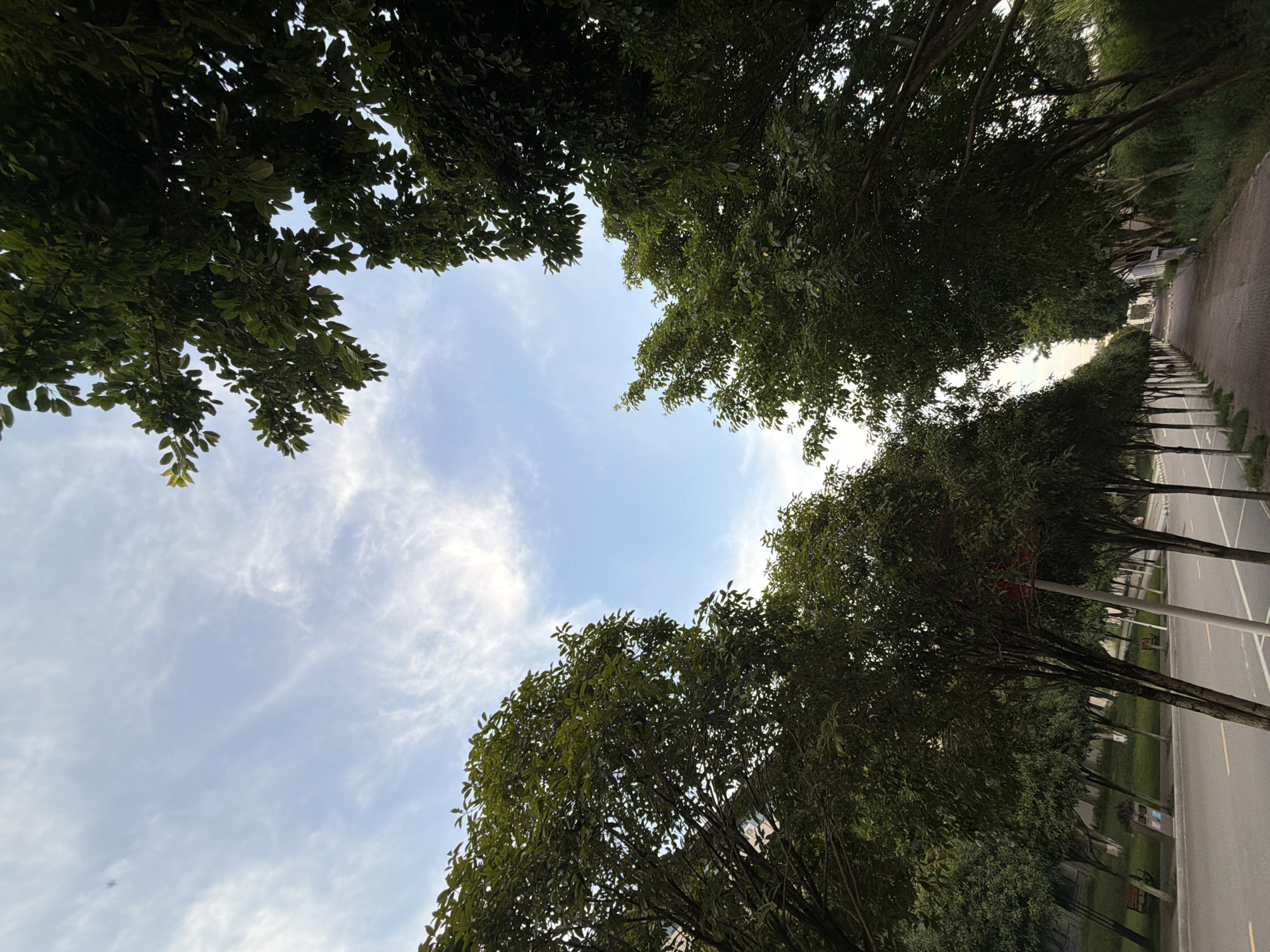 The image depicts a street lined with trees in Jiangjin, China. The perspective is low-angle, looking upwards towards a partly cloudy sky. The trees on either side of the street form a canopy, framing the sky in the center. A paved sidewalk runs alongside the street, and beyond that, a grassy area with benches is visible. The street itself is asphalt with yellow lane markings. The scene appears to be a public area, possibly a park or a residential street. There are no people visible in the image. The lighting suggests it is either early morning or late afternoon.