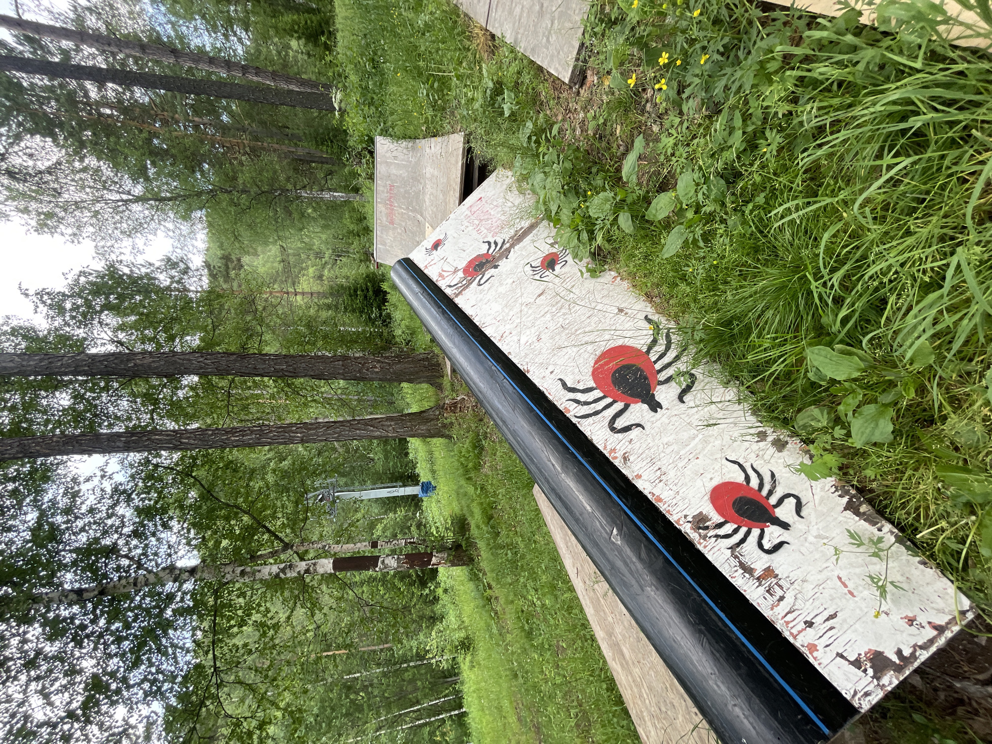 The image shows a close-up view of a white wooden board decorated with red and black drawings of ticks. These drawings are scattered across the surface of the board. A black plastic pipe with a thin blue stripe runs along the length of the board, partially obscuring some of the tick drawings. The board itself appears weathered and worn, with patches of white paint peeling off to reveal darker wood underneath.
The board is positioned on a wooden surface and is surrounded by lush green grass and various plants, some of which have small yellow flowers. In the background, a forest of tall trees is visible, with sunlight filtering through the leaves, suggesting it is daytime. The overall setting appears to be outdoors, possibly in a park or natural area. There are no people or animals visible in the immediate frame. The scene is static, with no discernible activity taking place. The image does not contain any visible text. The location context is Divnogorsk, Russia.