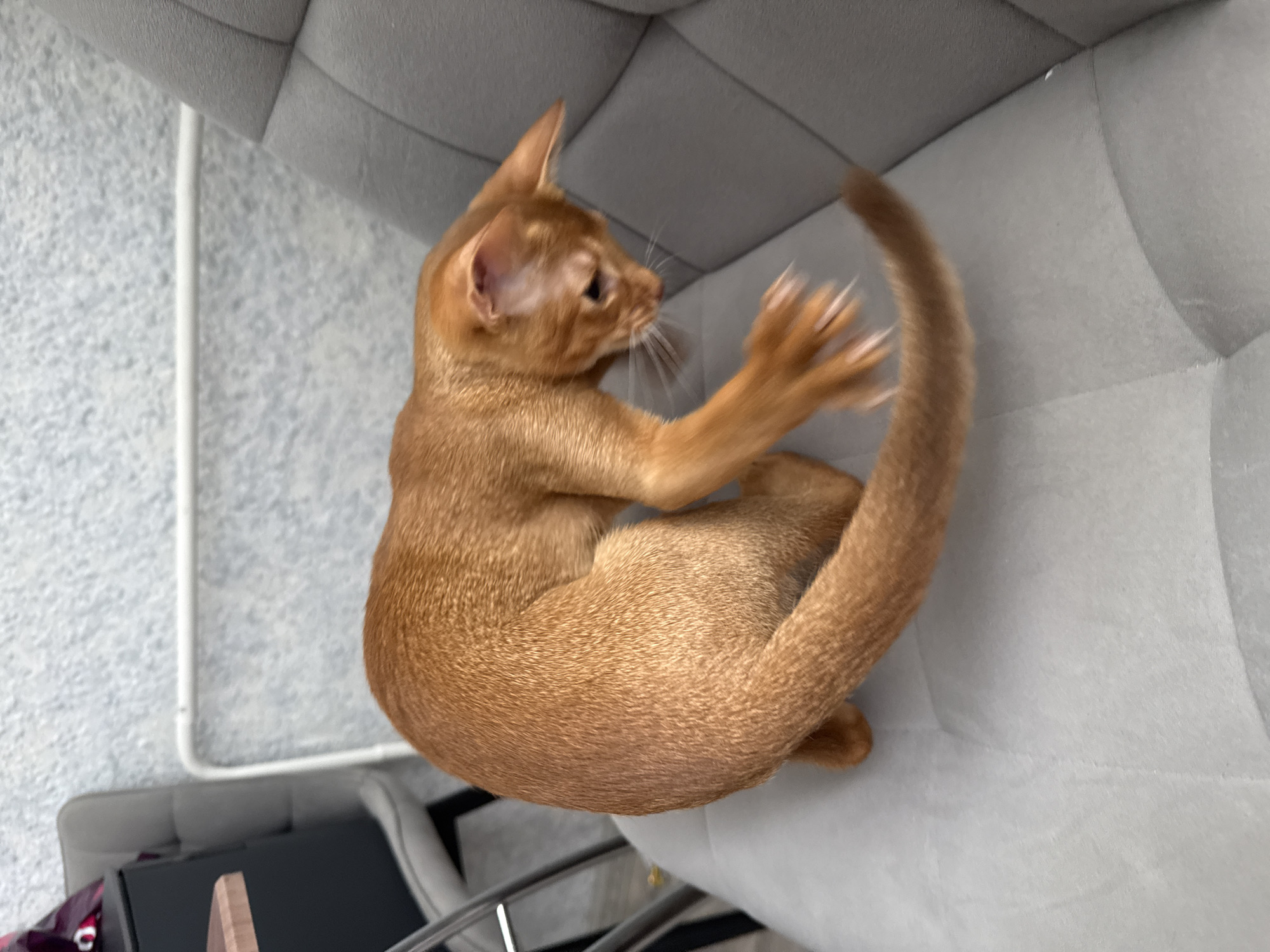 A ginger cat is curled up on a gray upholstered surface, possibly a sofa or chair. The cat is facing away from the camera, with its head turned to the left, looking towards its front paws. Its front paws are extended, with claws visible, suggesting it might be playing or grooming. The cat's tail is curled around its body. The background consists of a textured gray surface and a lighter gray, speckled floor. A white metal bar or railing is visible on the left side of the frame. The scene appears to be indoors, with neutral lighting. There is no visible text in the image.
