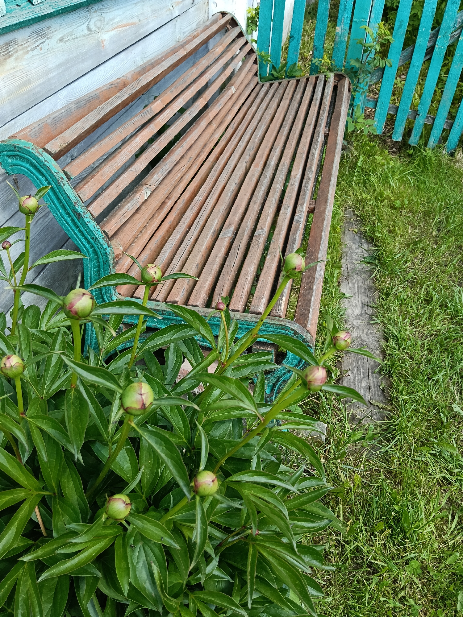 An outdoor scene captures a rustic garden setting, featuring a weathered wooden bench positioned against a light-colored wooden wall, possibly part of a house or shed. The bench has a slatted seat and back, with the armrests and framework painted a peeling teal or turquoise color, showing signs of age and wear.
In the foreground and extending towards the bench, a lush cluster of peony plants thrives, covered in numerous tight, unopened flower buds. These buds are green with hints of pink or red, nestled among vibrant green, deeply lobed leaves, suggesting late spring or early summer in Красный Маяк, Russia.
To the right of the bench, a simple picket fence, also painted in a similar teal shade and showing age, defines a boundary. Beyond the fence and around the base of the bench, green grass grows, along with some patches of a wooden plank on the ground. The lighting suggests daytime, with no shadows indicating a harsh sun, contributing to a natural, serene atmosphere. There are no people visible, and no explicit activities are taking place beyond the natural growth of the plants. No discernible text is present in the image.