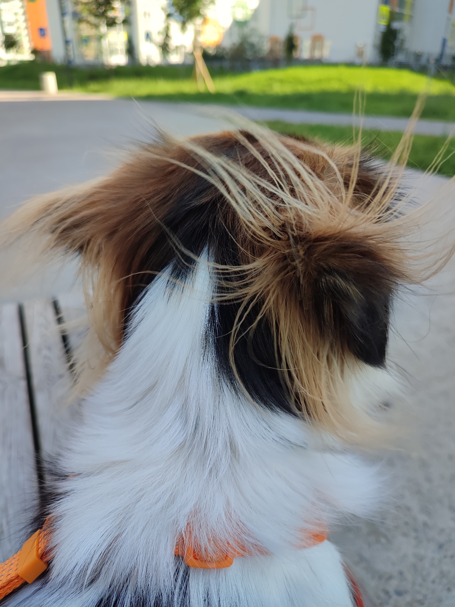 The image shows the back of a dog's head and neck outdoors. The dog has long, fluffy fur in shades of brown, black, and white. Its fur is tousled, with some strands sticking up as if from wind. An orange harness is visible around the dog's neck. In the background, blurred buildings and green grass suggest an urban park or residential area. The ground appears to be paved. The scene captures a close-up view of the dog in a moment of natural movement.