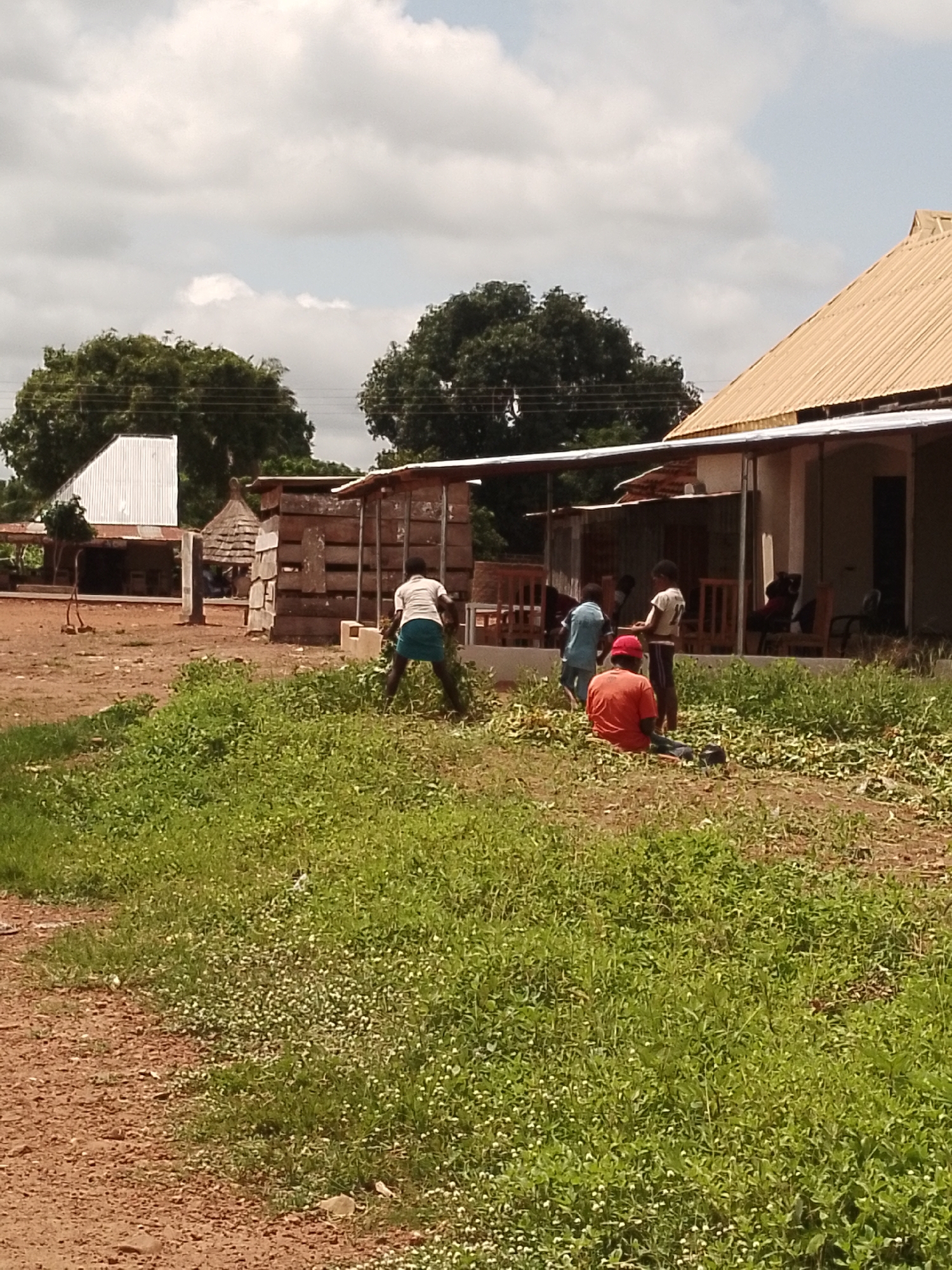 In Adikpo, Nigeria, a group of individuals is engaged in work near a cluster of buildings under a cloudy sky. In the foreground, a person wearing a red t-shirt and dark trousers sits on the ground amidst green vegetation. To their left, another person in a light blue shirt and dark trousers stands. To the right of the seated individual, a person in a white t-shirt and dark trousers is observed from behind. Further to the right, another person is partially visible. In the background, to the left, a white metal-roofed structure stands, and next to it, a building with a light-colored, corrugated metal roof extends towards the right. A stack of wooden materials is positioned in front of a building with a covered porch supported by poles. Chairs and tables are arranged under the porch. The ground is a mixture of dirt and grass.