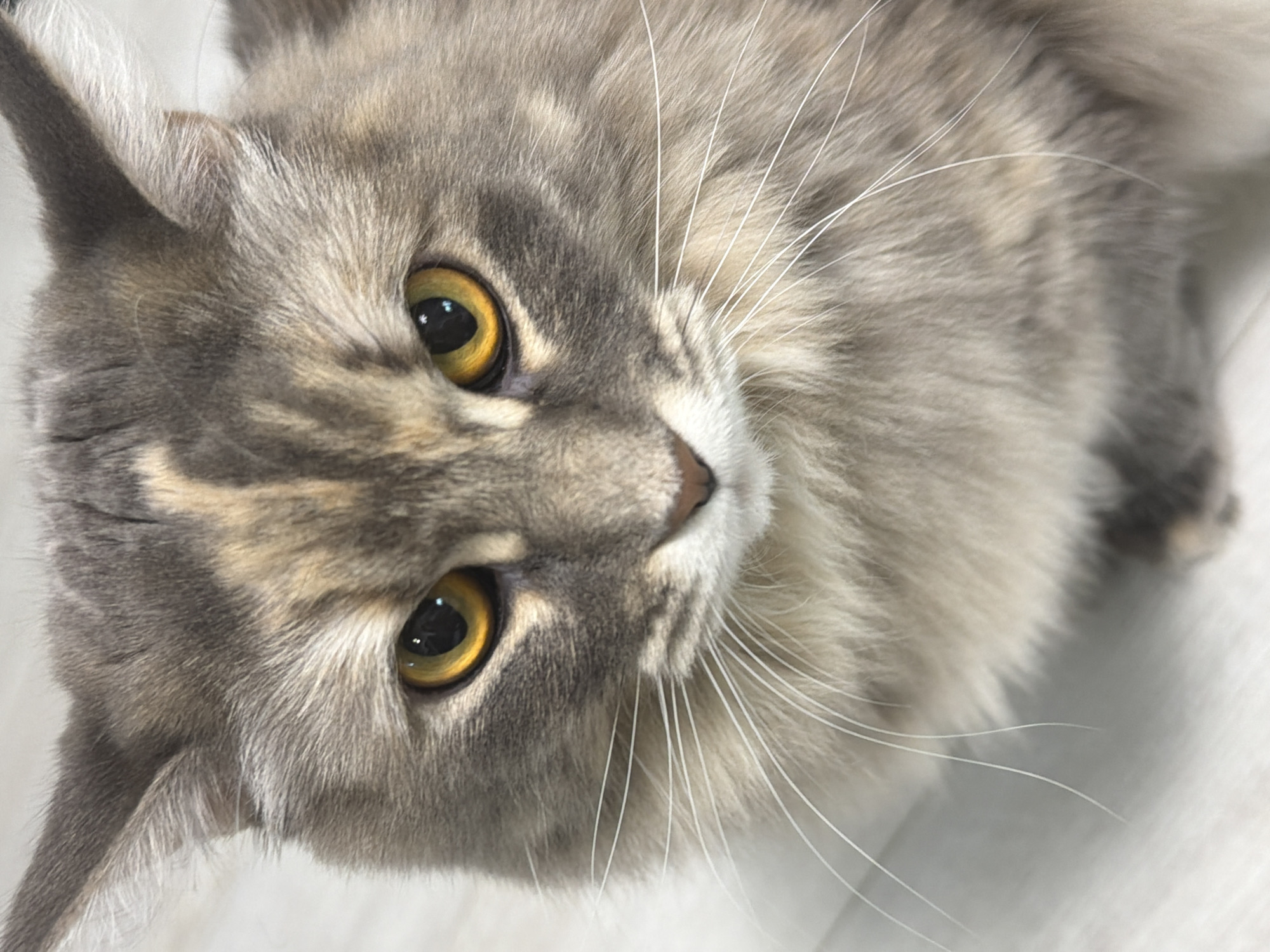 The image is a close-up, eye-level, vertical shot of a fluffy cat with orange eyes. The cat's fur is a mix of gray, tan, and white. Its ears are pointed upwards, and its whiskers are long and white. The cat's face is centered in the frame, and its gaze is directed forward. The background is blurred and appears to be a light-colored, textured surface. There are no people or other animals visible in the image. The image does not contain any information that would allow for its location to be identified as Izhevsk, Russia.