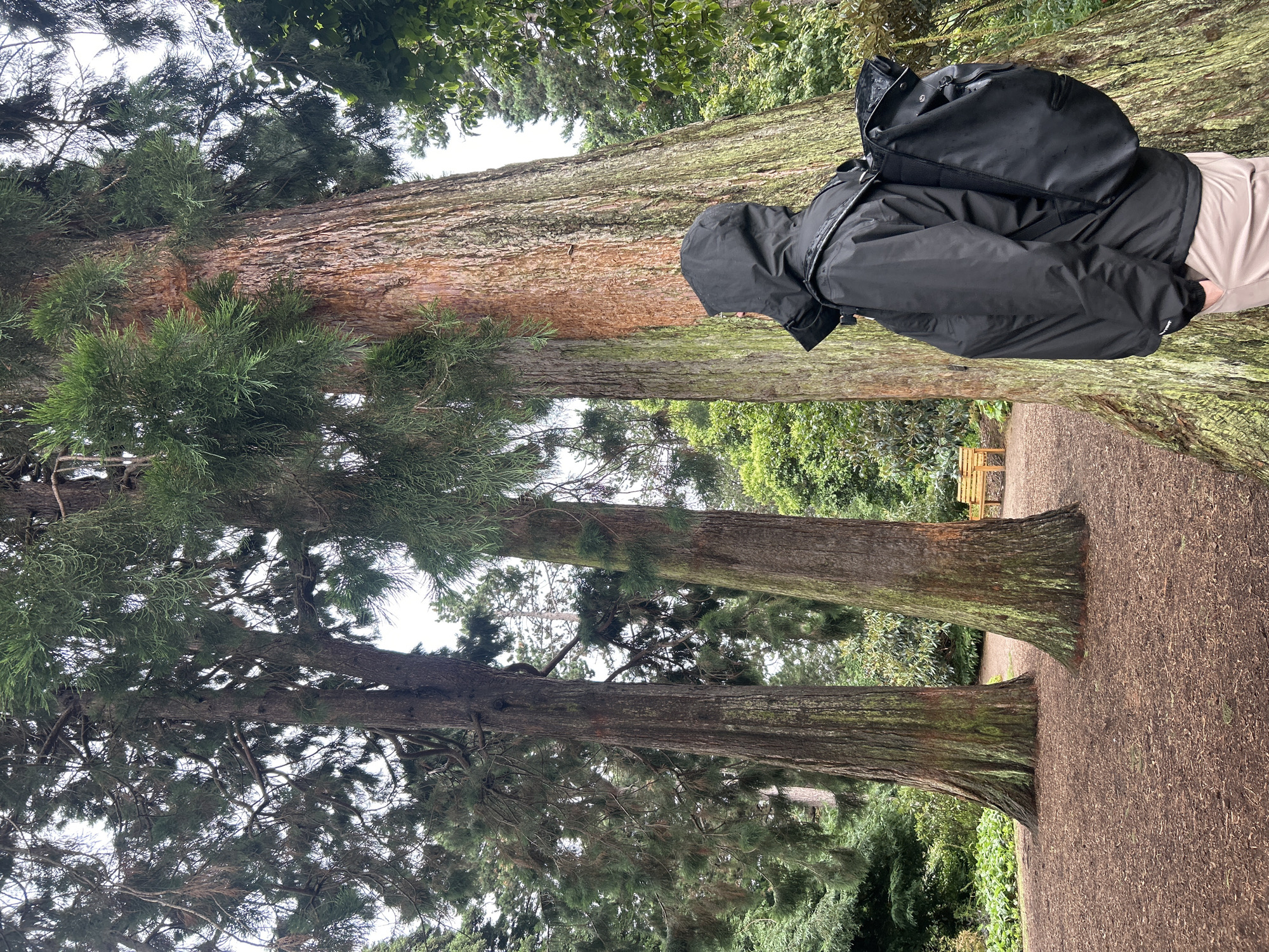 This vertical media file features a person wearing a black hooded jacket and a black backpack, standing with their back to the camera, next to a large tree. The person is positioned on the right side of the frame, with their head and torso leaning against the tree trunk. The tree trunk is thick and textured, with reddish-brown bark and patches of green moss. The person is wearing light-colored pants.
The scene appears to be an outdoor park or forest setting. The background is filled with lush green foliage, suggesting a temperate climate. The ground is covered in a reddish-brown mulch or dirt path. In the distance, a wooden park bench is visible.
The lighting suggests it is daytime, and the overcast sky indicates possibly cloudy or damp weather, consistent with the person wearing a hooded jacket. The orientation of the image is vertical. There is no visible text in the media file. The overall mood seems to be one of quiet observation or respite in nature.