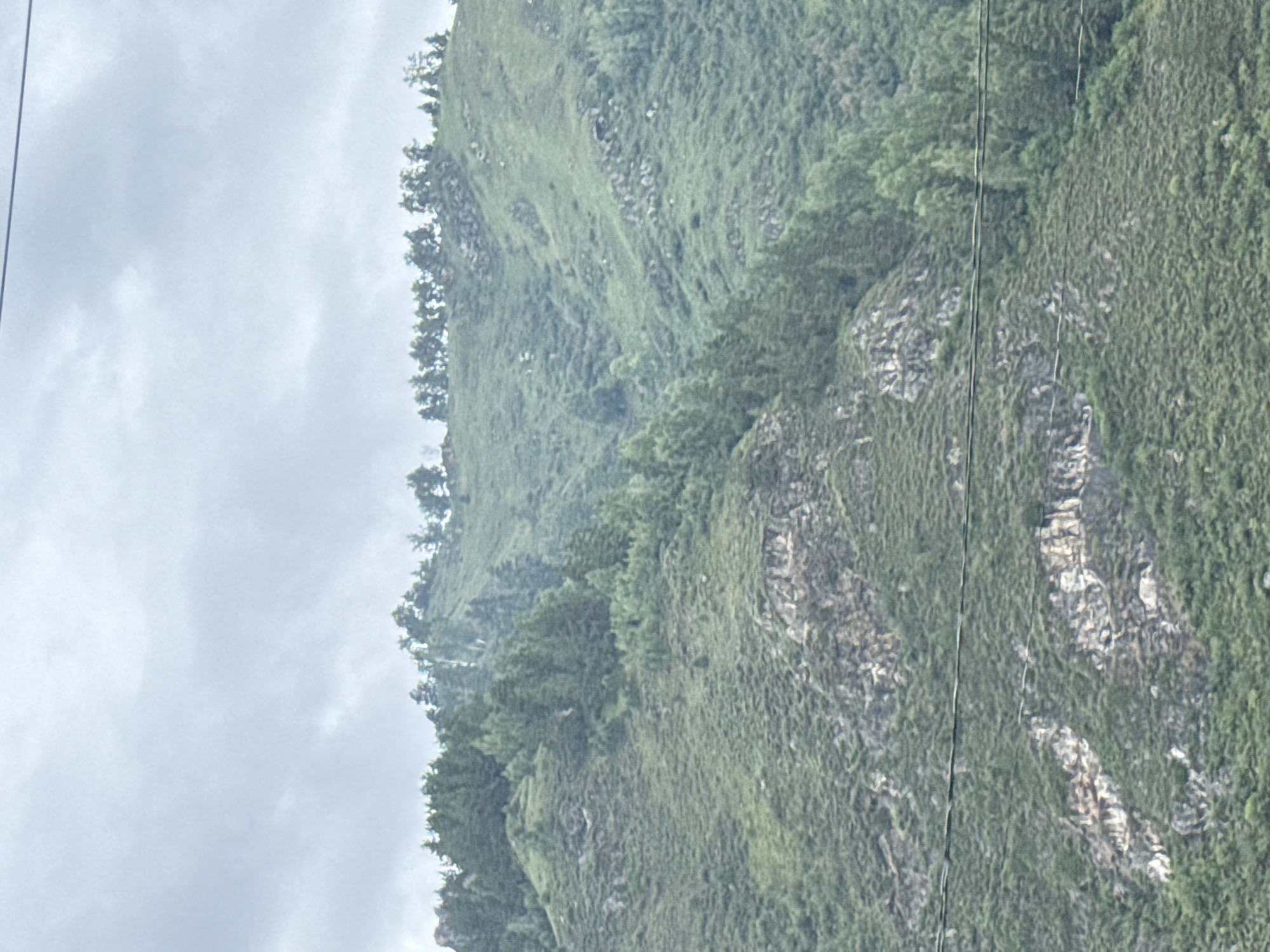 The image shows a view of a densely forested mountain slope with scattered rocky outcrops. The sky is overcast with pale clouds. Several power lines are visible in the foreground, crossing horizontally across the frame. The vegetation consists primarily of evergreen trees, with some patches of lighter green foliage suggesting deciduous trees or undergrowth. The terrain is rugged and uneven, with steep inclines. There are no visible people or man-made structures apart from the power lines. The scene depicts a natural mountain landscape near Manzherok, Russia.